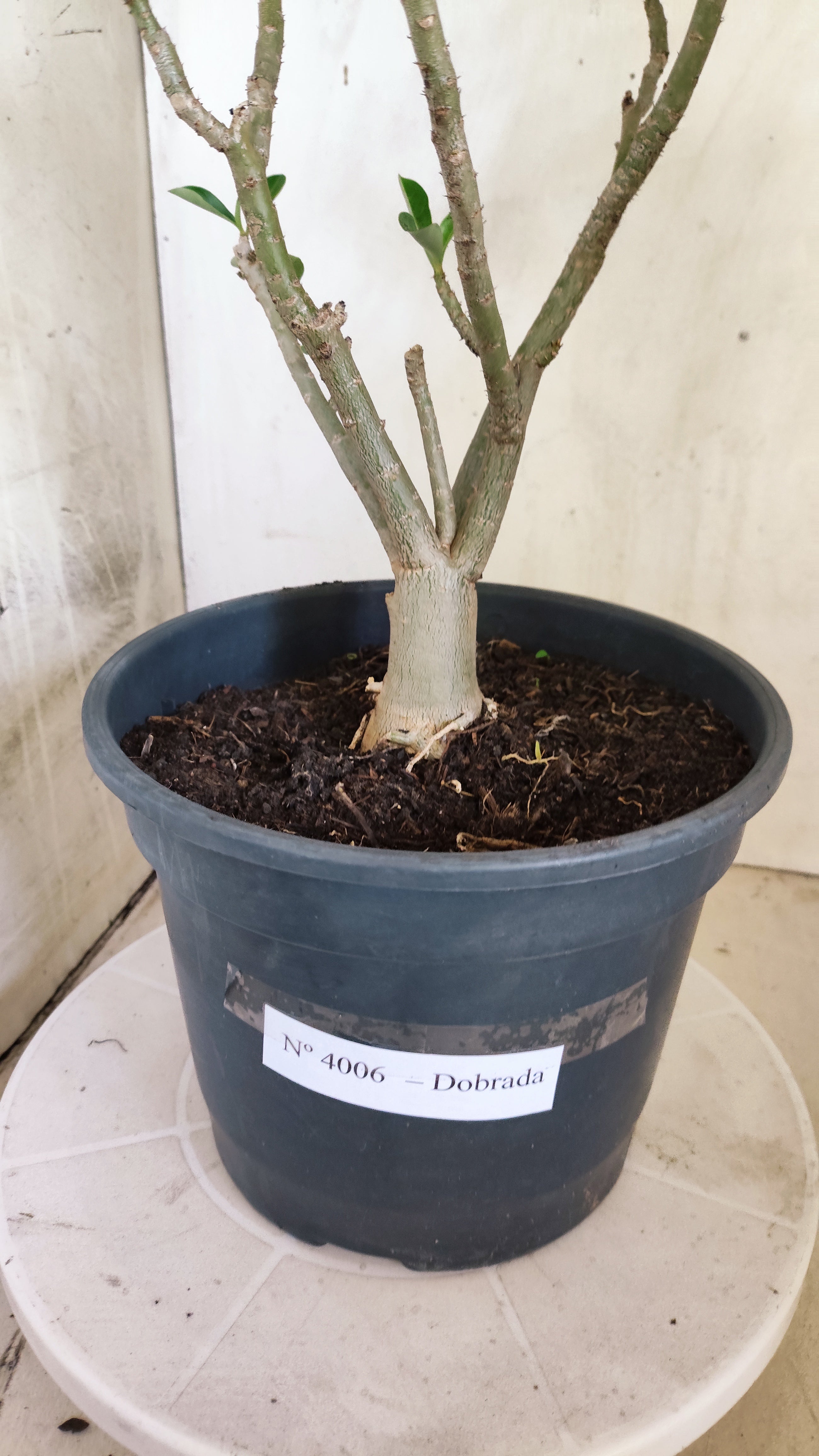 Planta Dobrada 4006 – 35cm – 03 anos - Vaso 20