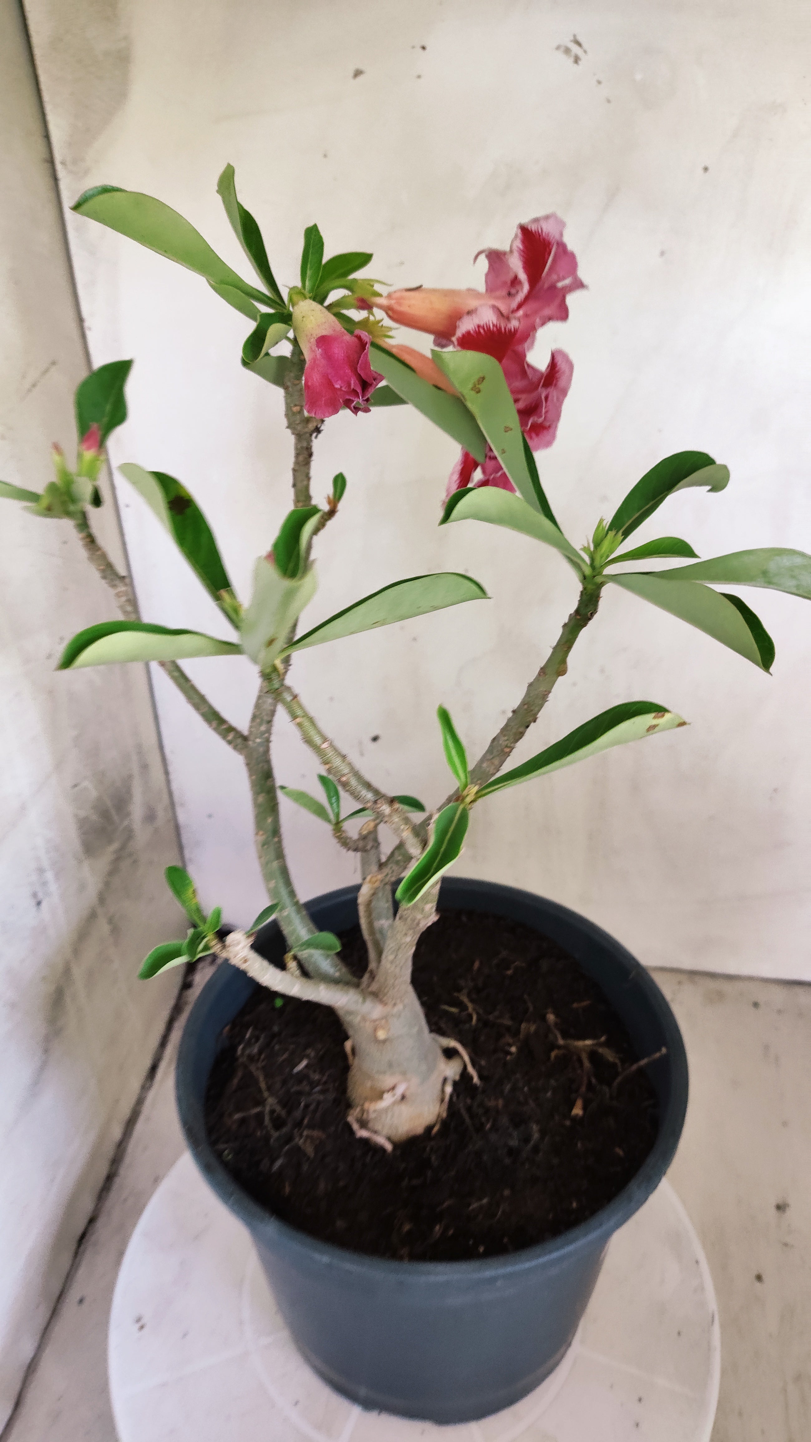 Planta Dobrada 4006 – 35cm – 03 anos - Vaso 20
