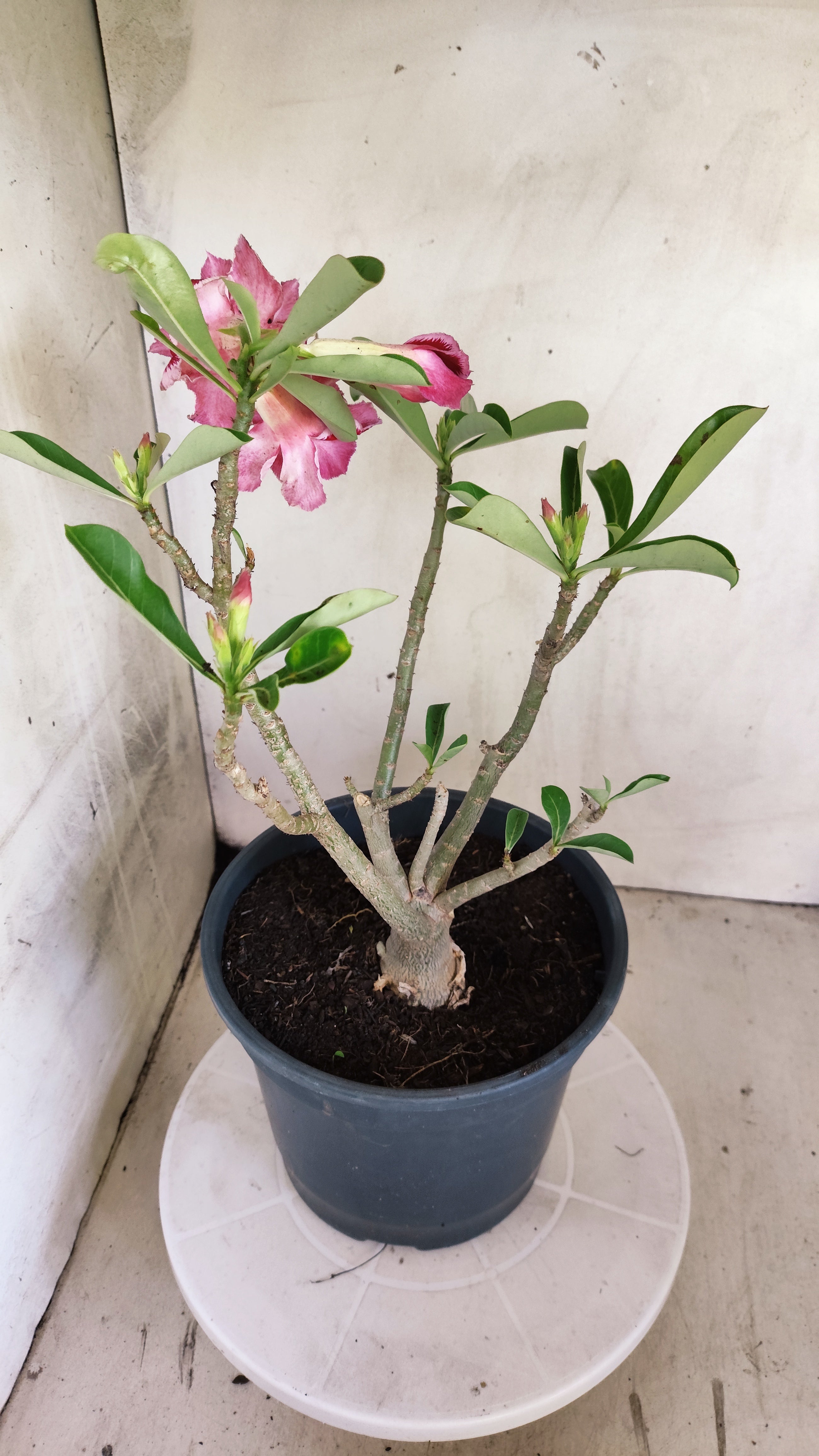 Planta Dobrada 4006 – 35cm – 03 anos - Vaso 20
