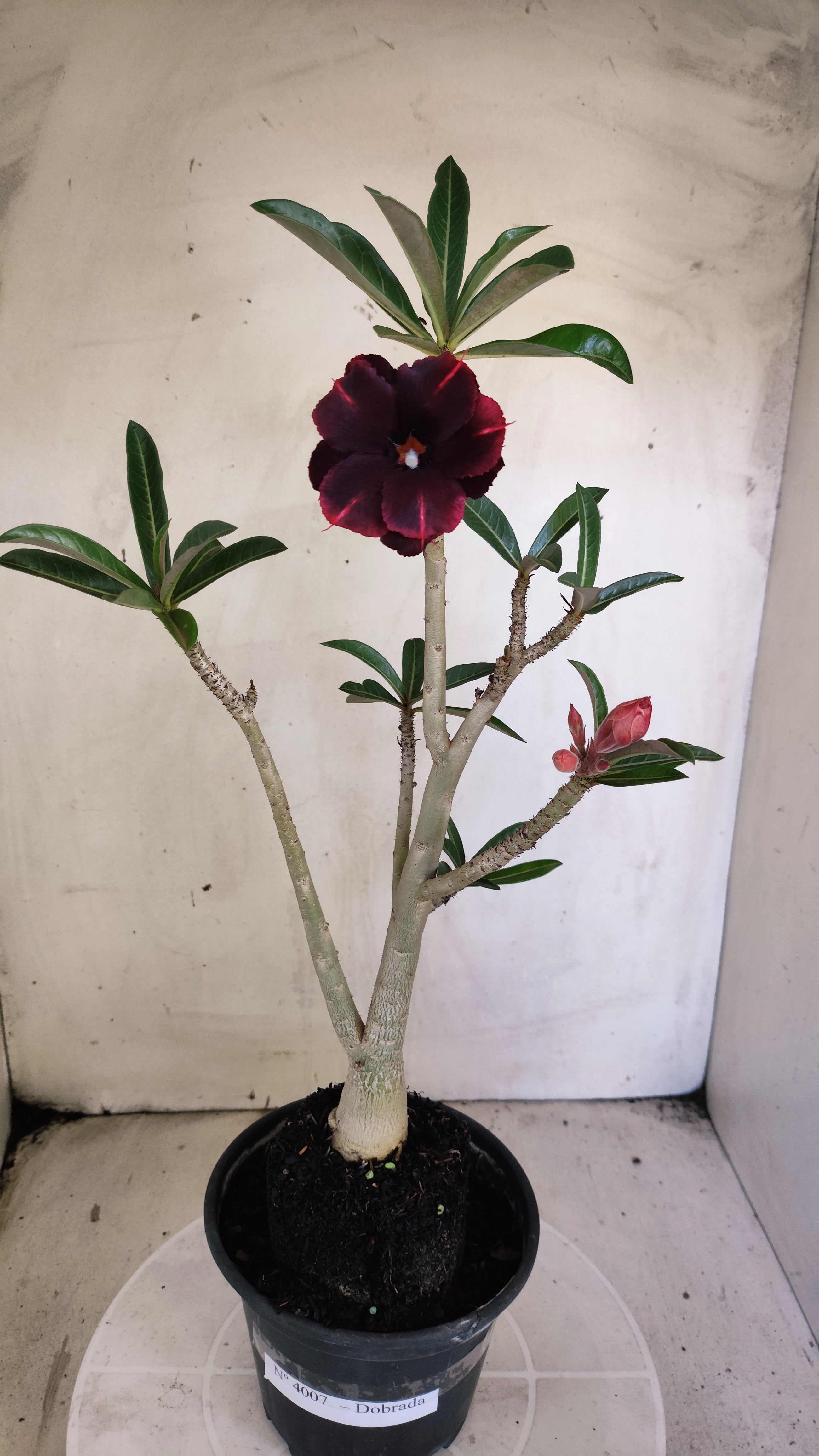 Planta Dobrada 4007 – 35cm – 03 anos - Vaso 15