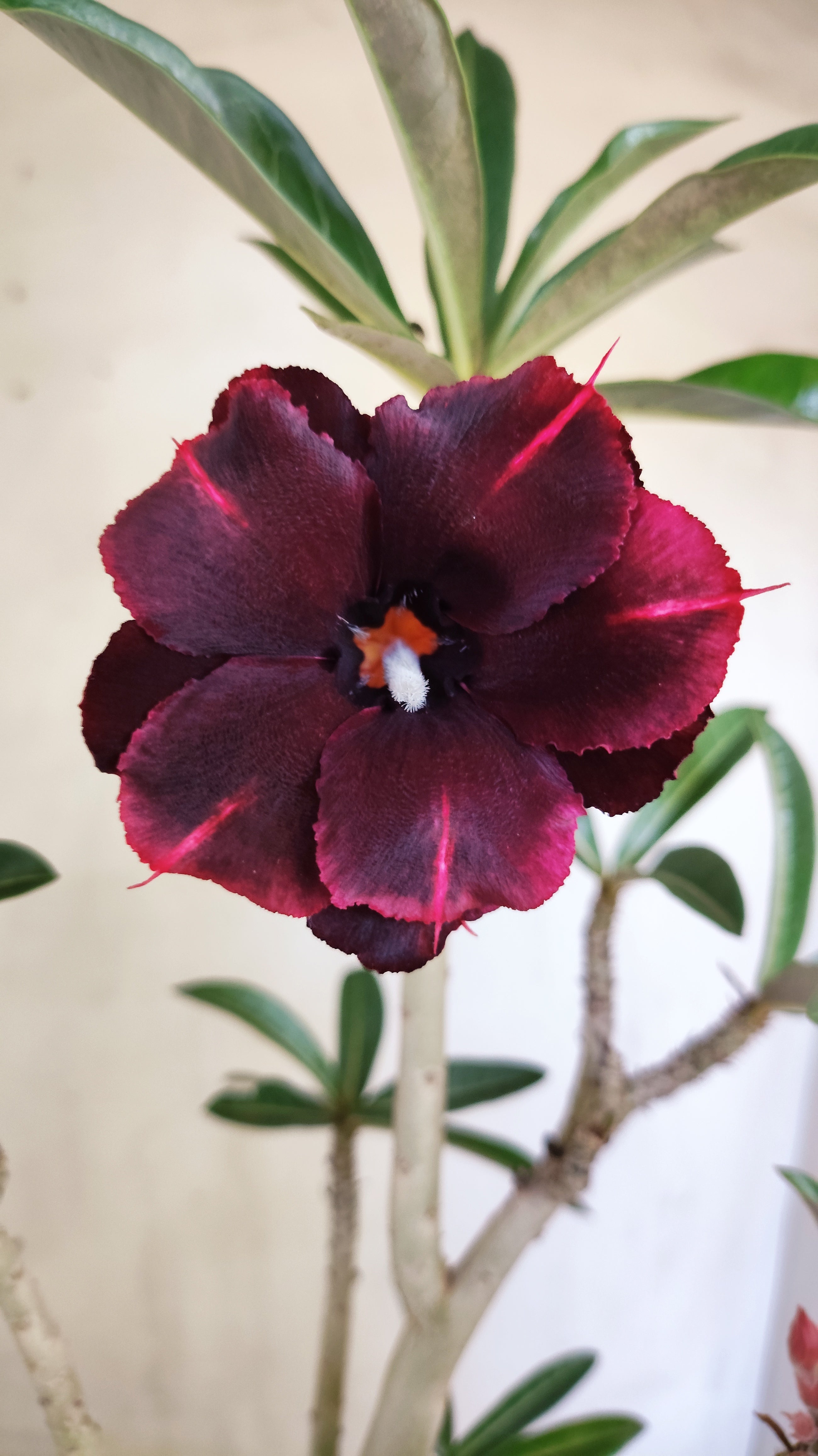 Planta Dobrada 4007 – 35cm – 03 anos - Vaso 15