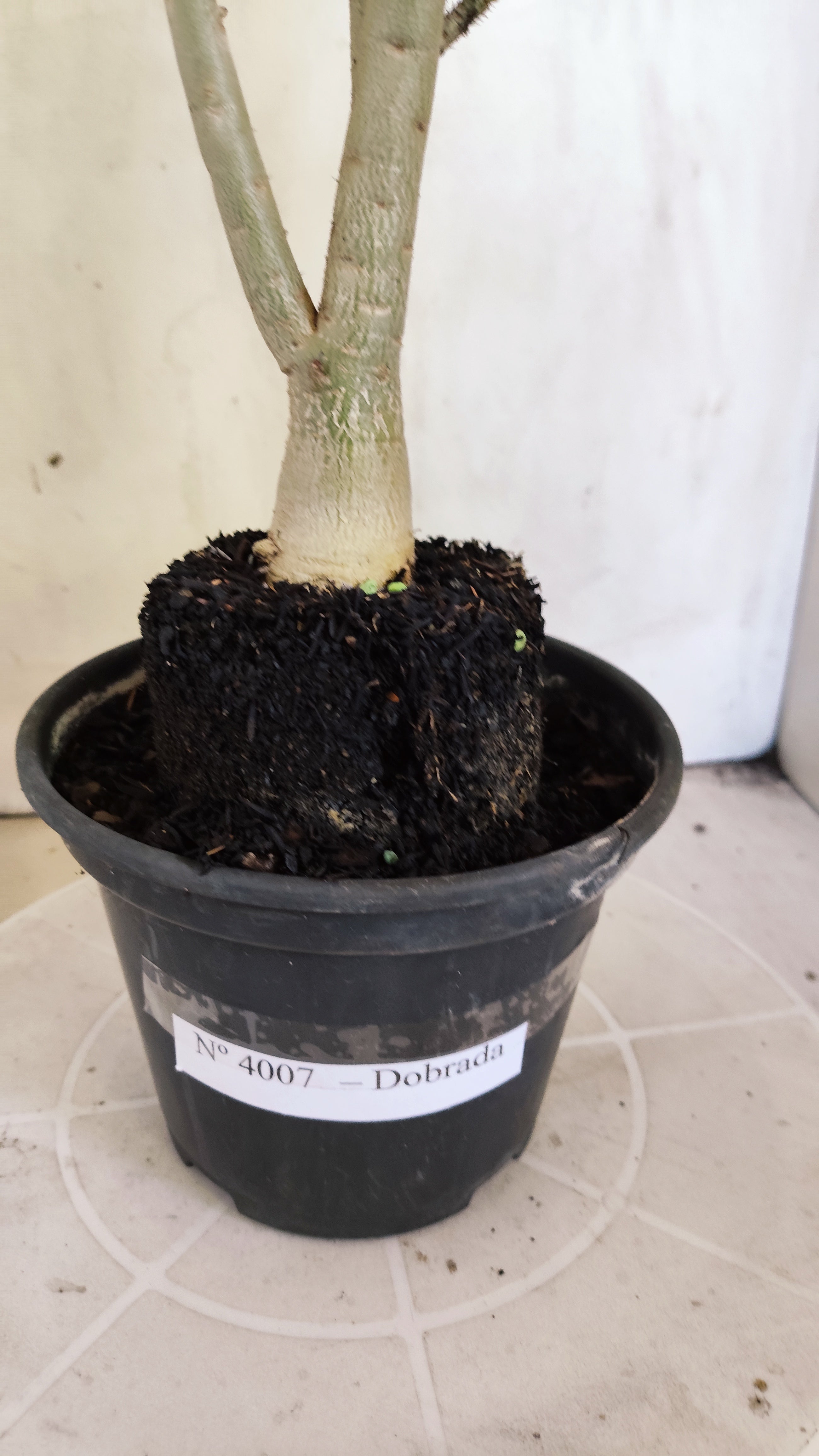 Planta Dobrada 4007 – 35cm – 03 anos - Vaso 15