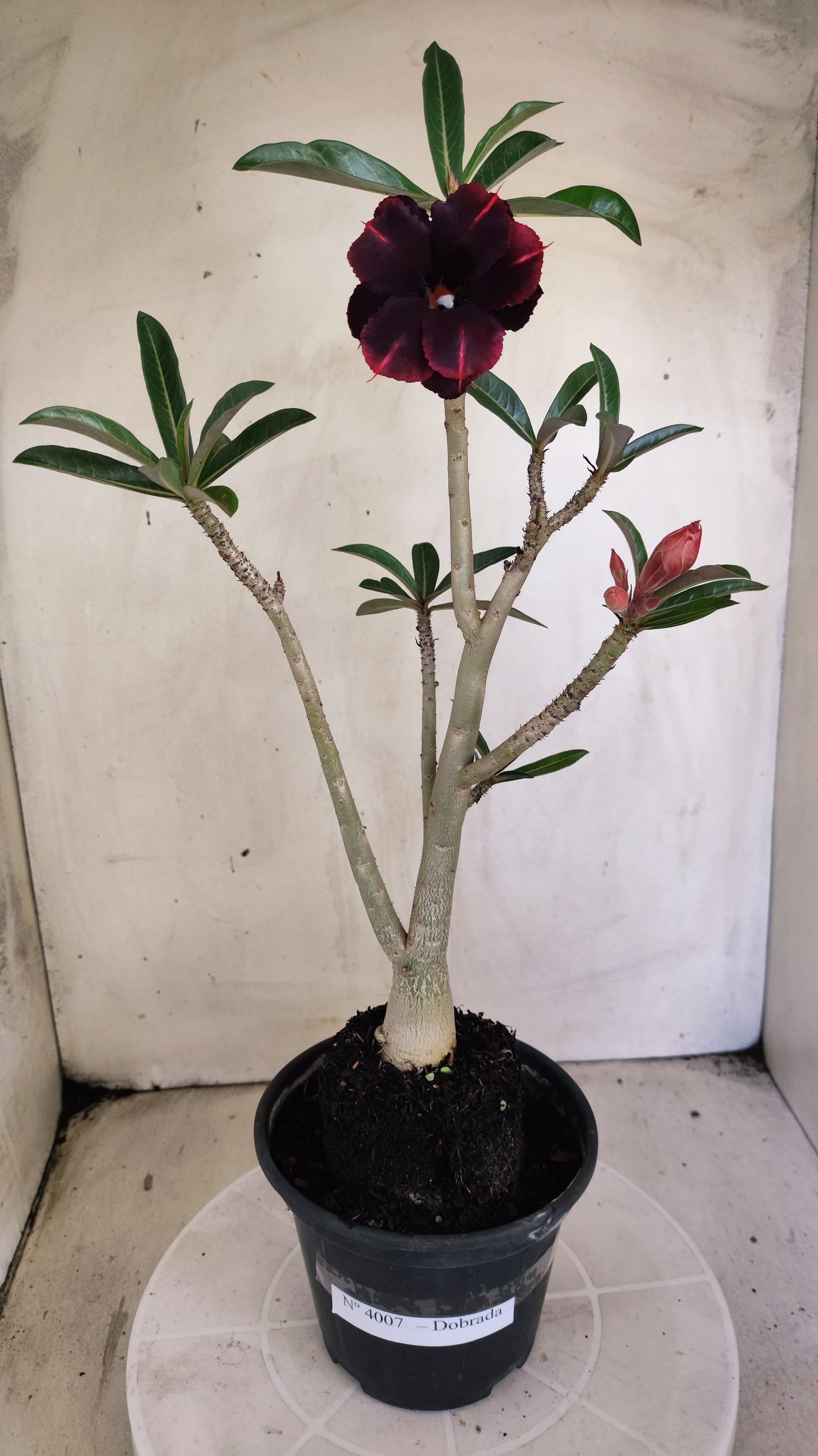Planta Dobrada 4007 – 35cm – 03 anos - Vaso 15