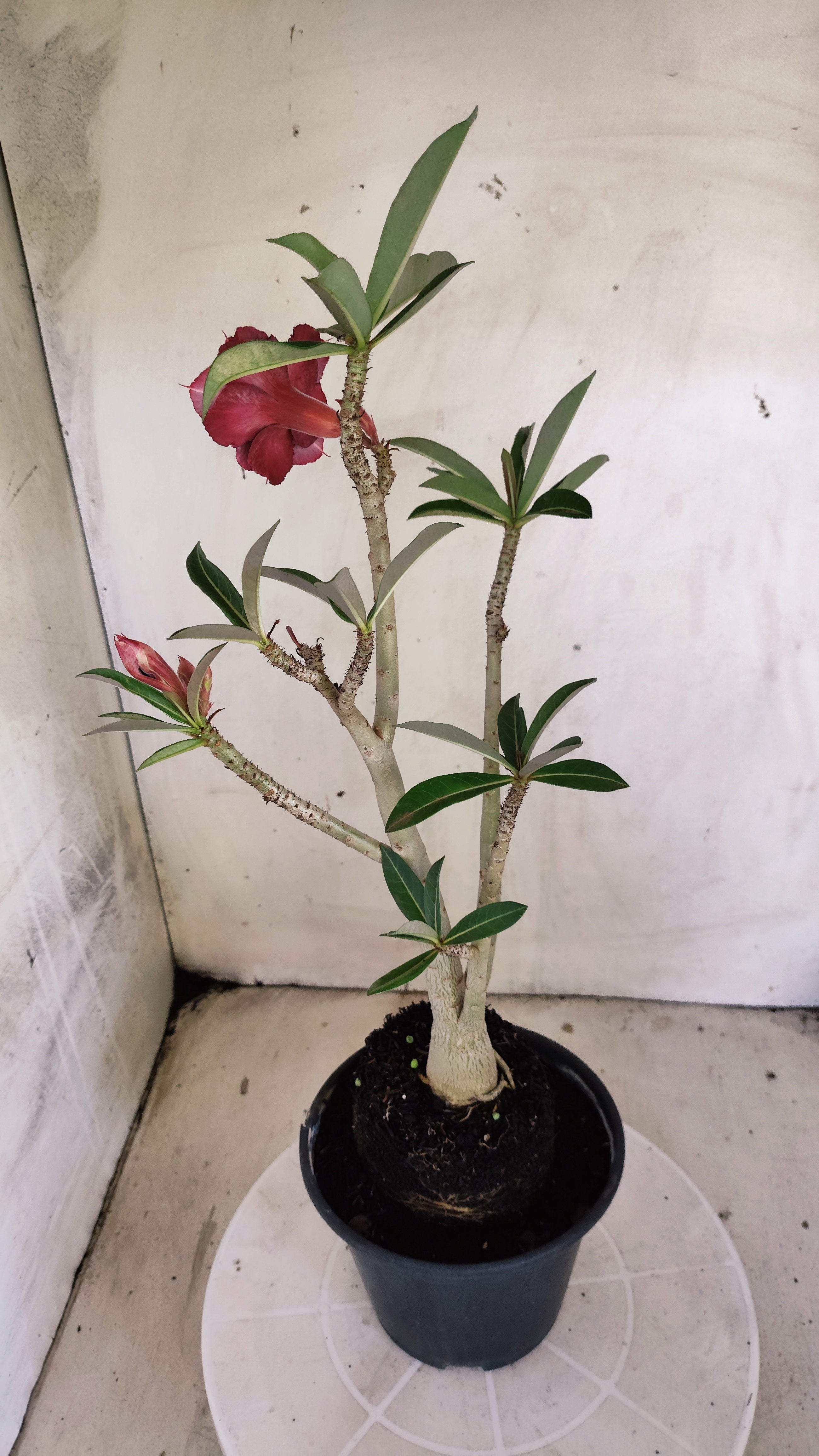 Planta Dobrada 4007 – 35cm – 03 anos - Vaso 15