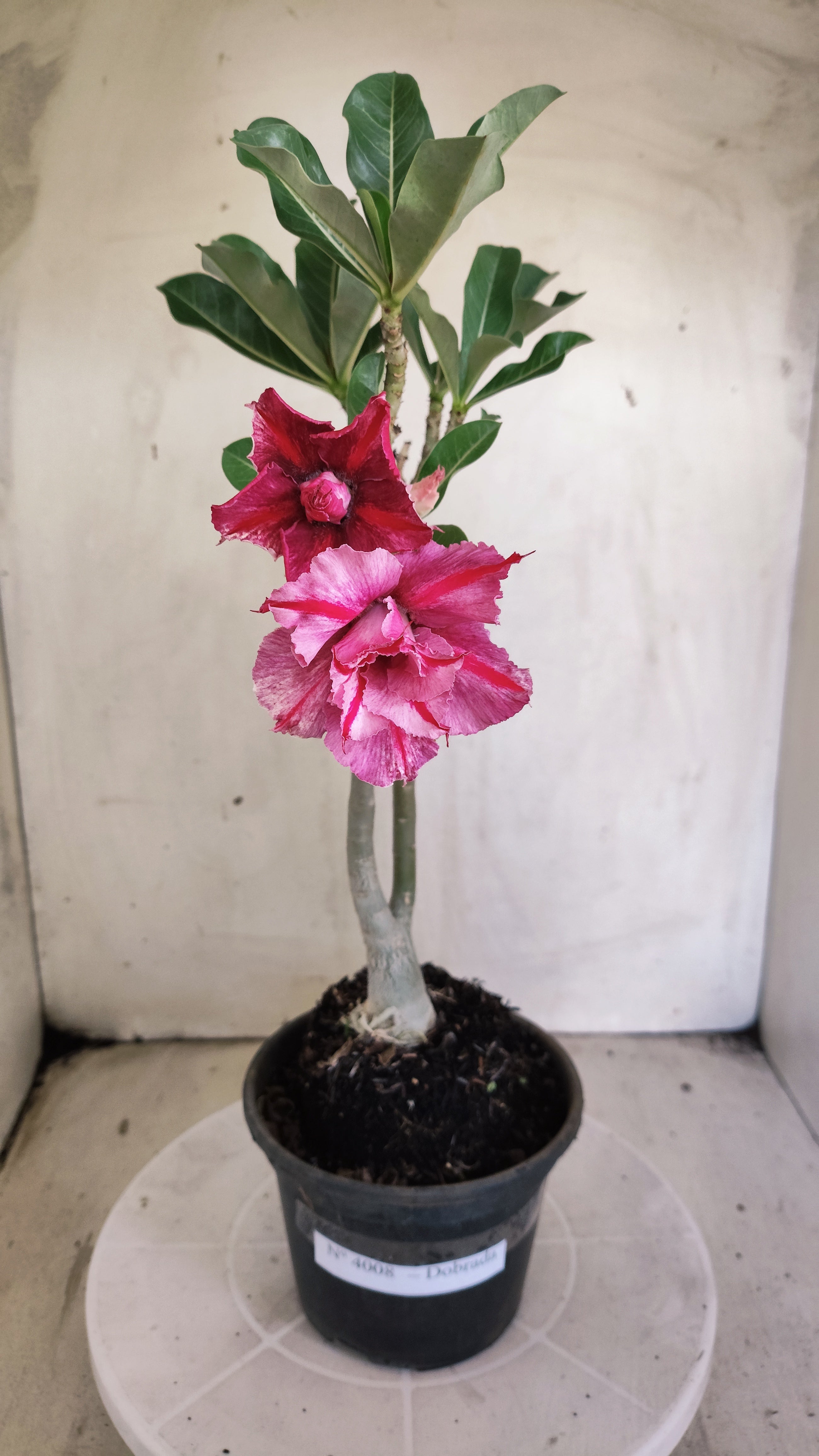Planta Dobrada 4008 – 35cm – 03 anos - Vaso 15