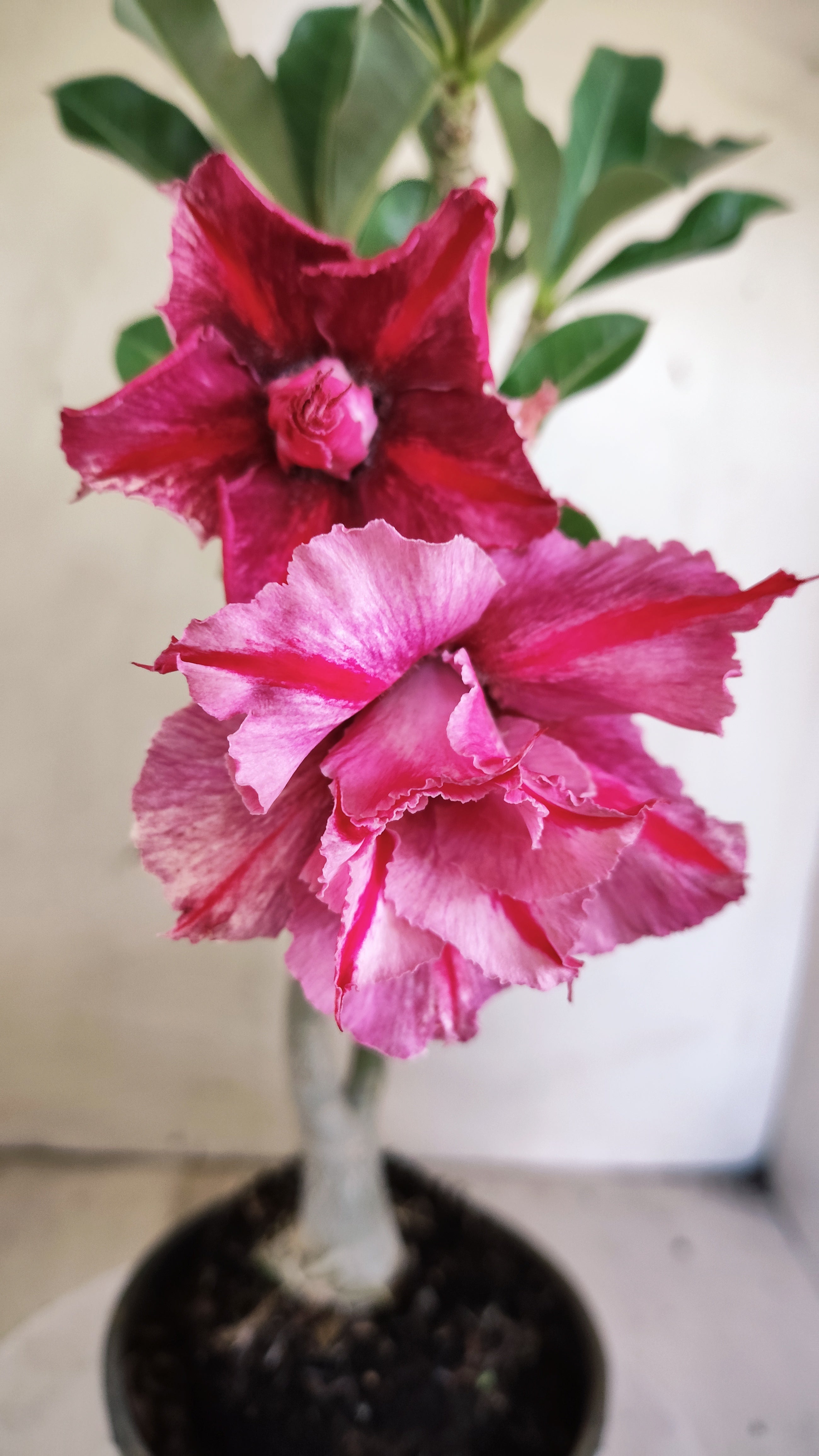 Planta Dobrada 4008 – 35cm – 03 anos - Vaso 15