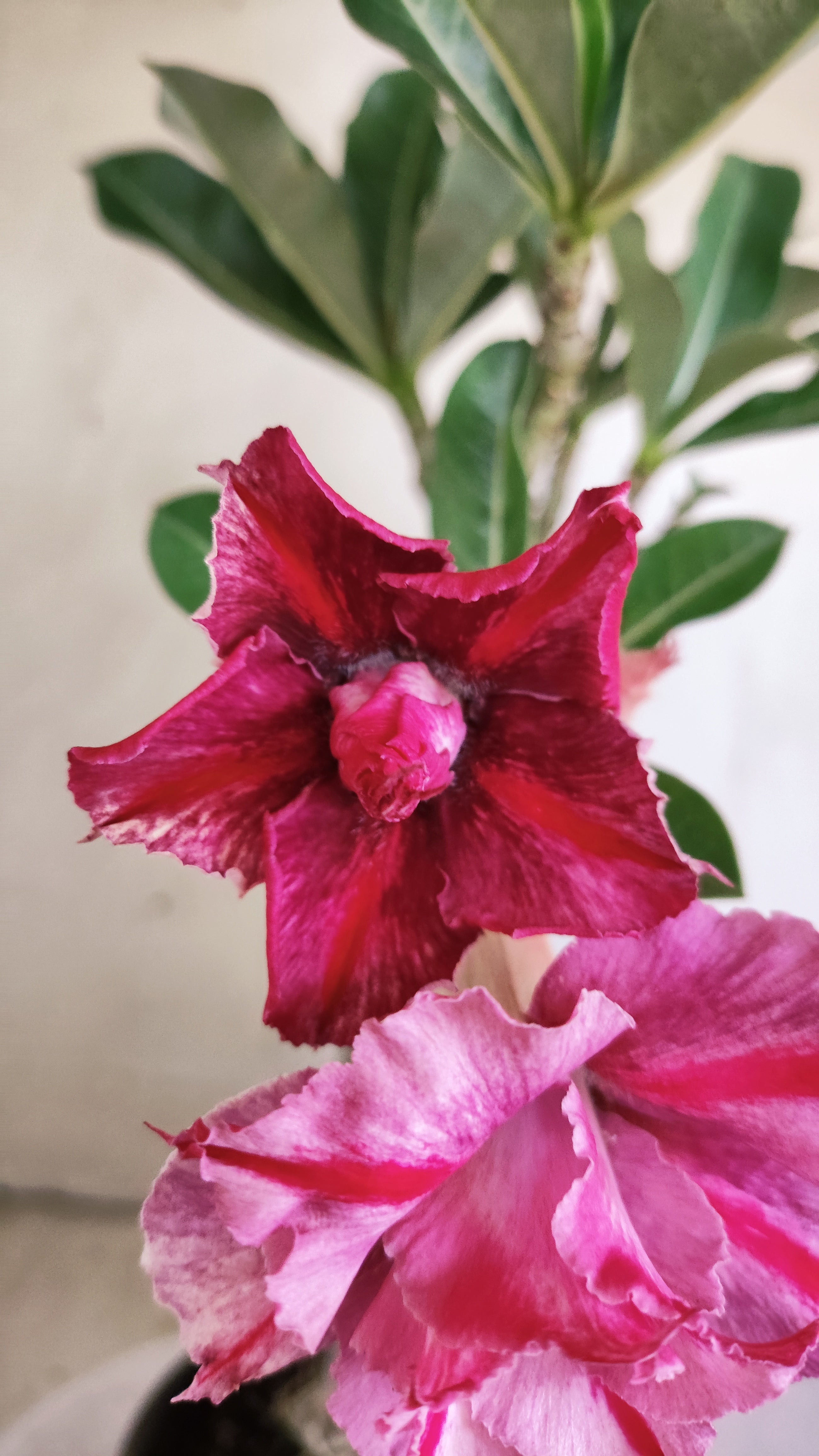 Planta Dobrada 4008 – 35cm – 03 anos - Vaso 15