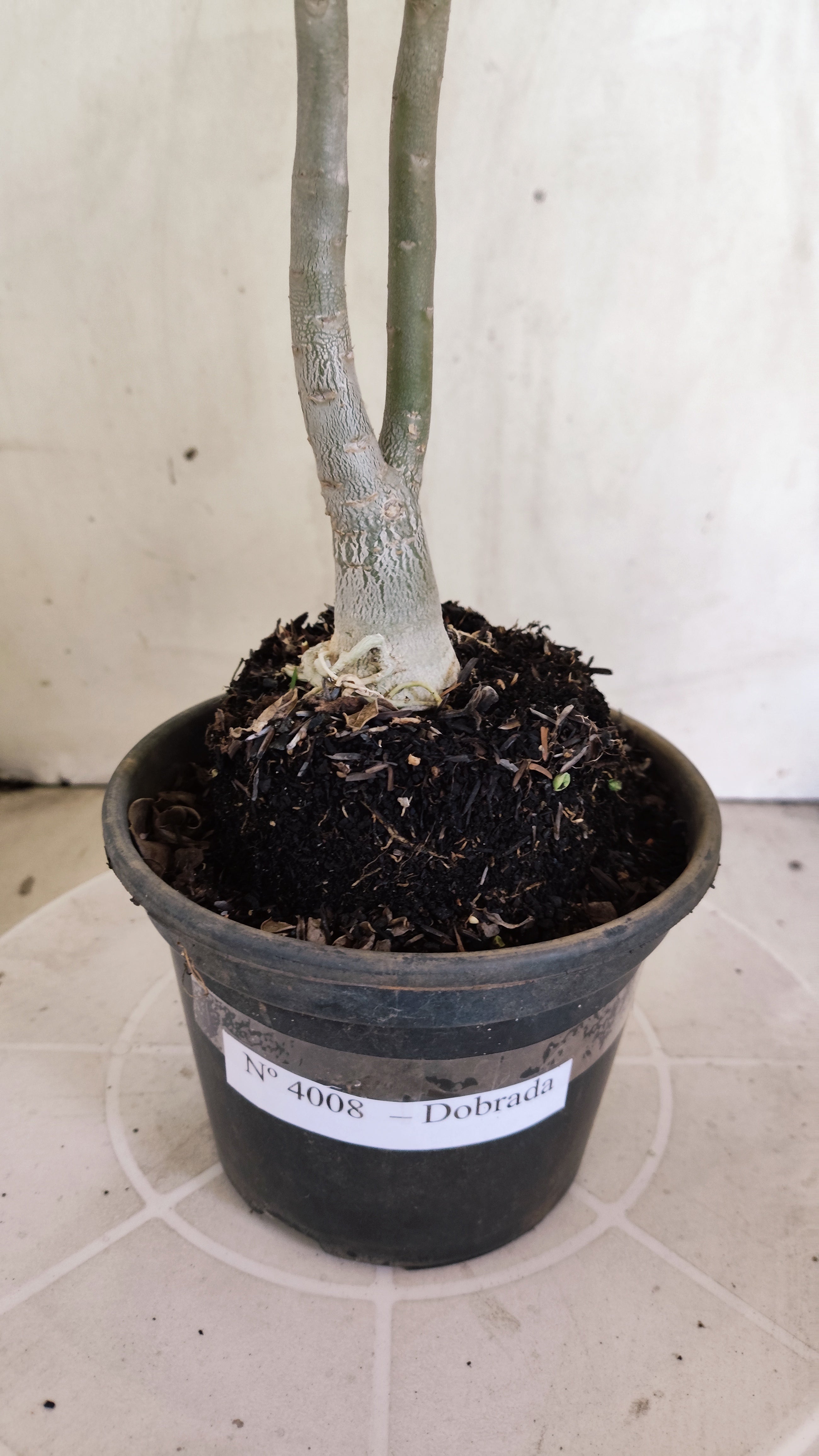 Planta Dobrada 4008 – 35cm – 03 anos - Vaso 15