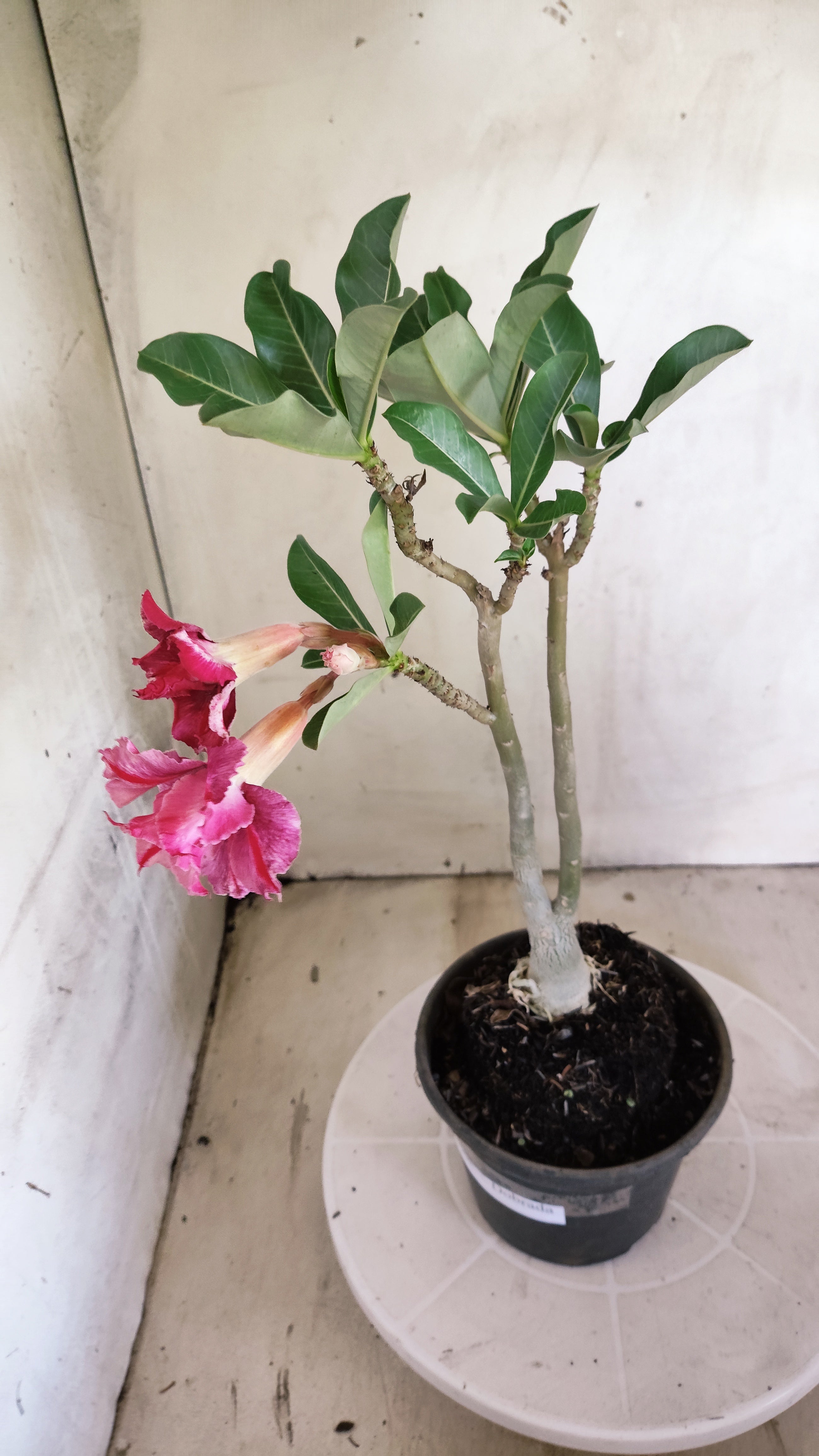 Planta Dobrada 4008 – 35cm – 03 anos - Vaso 15