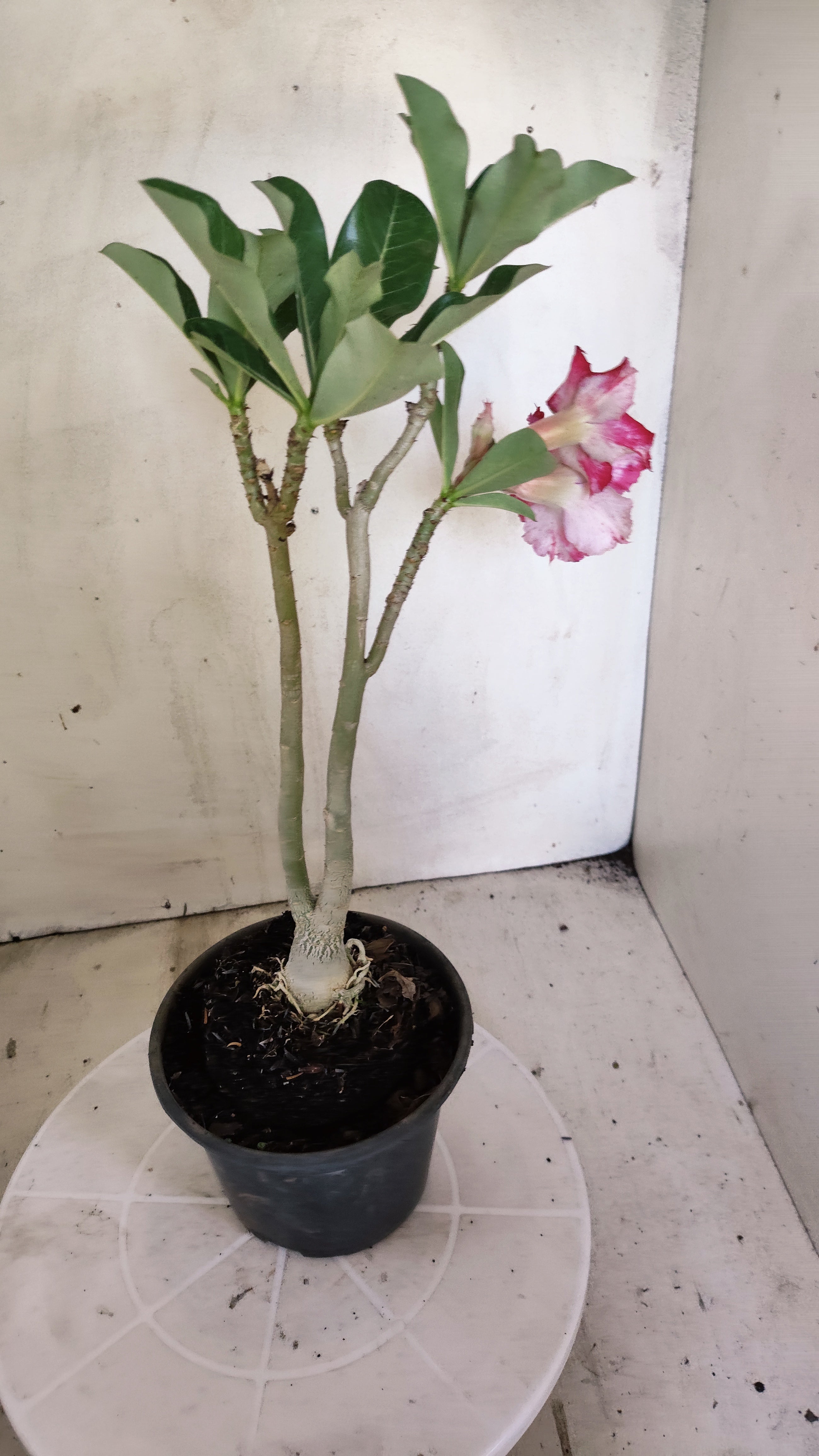 Planta Dobrada 4008 – 35cm – 03 anos - Vaso 15