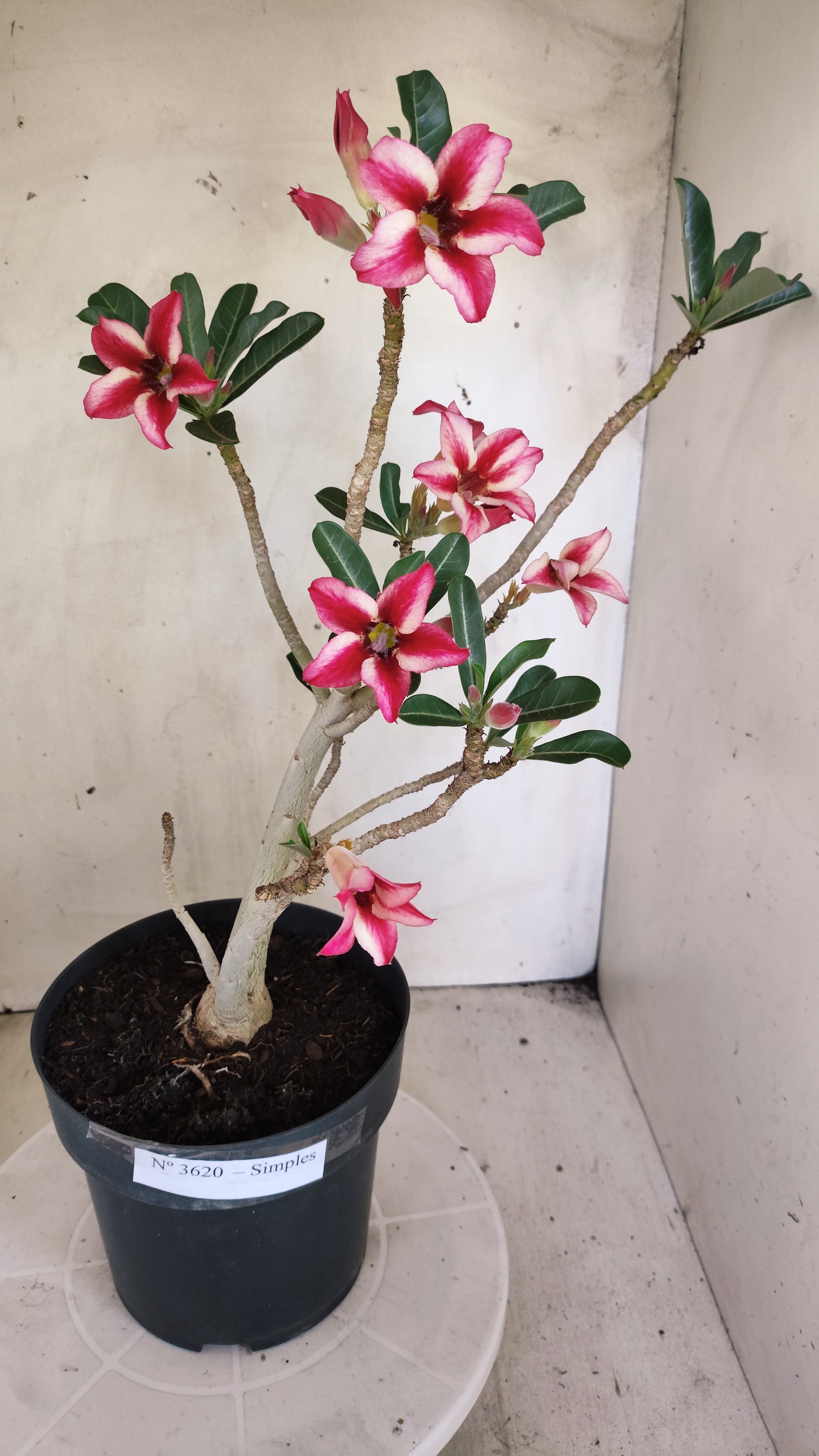 Planta Simples 3620 – 40cm – 03 anos - vaso 17