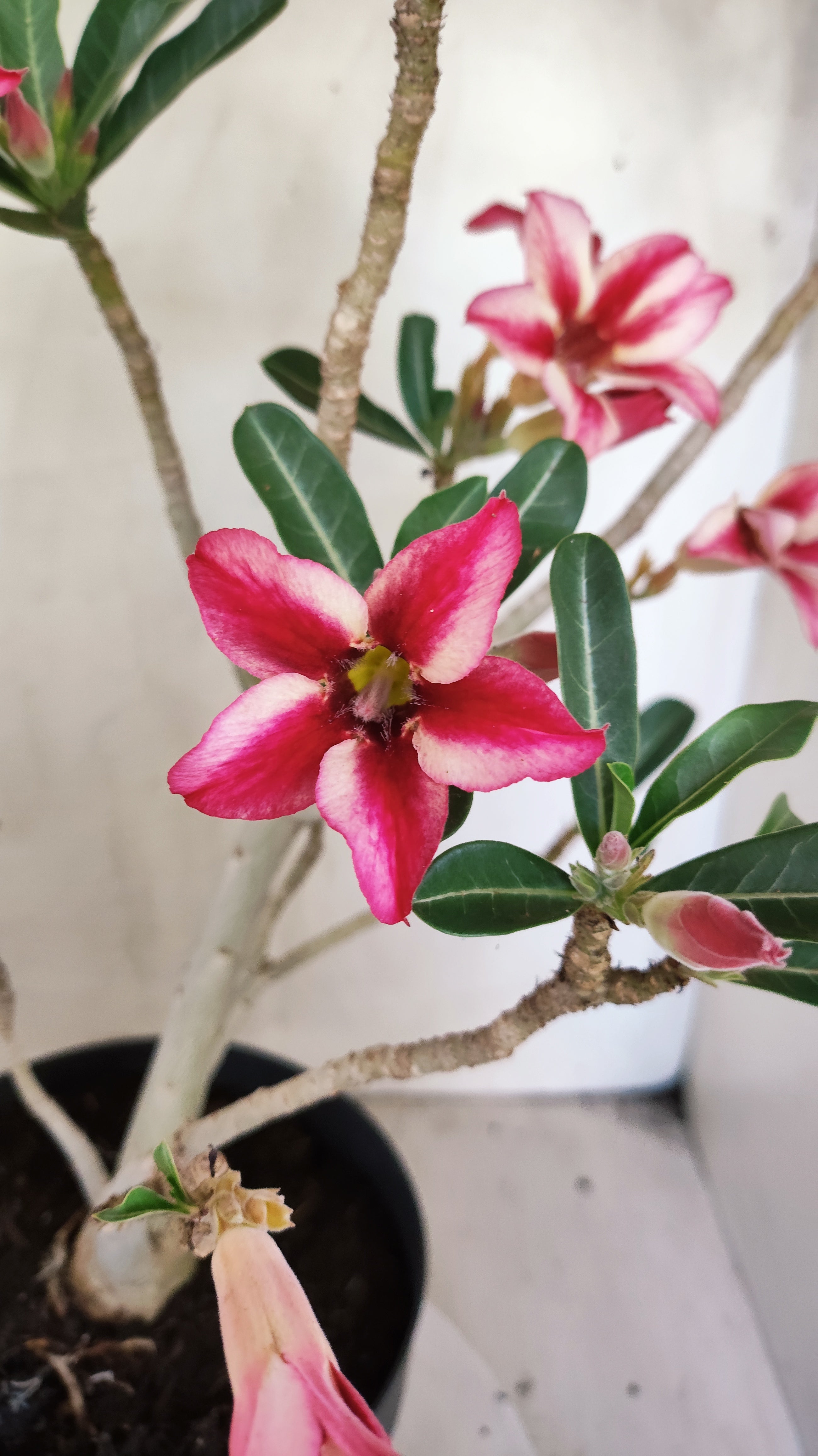 Planta Simples 3620 – 40cm – 03 anos - vaso 17