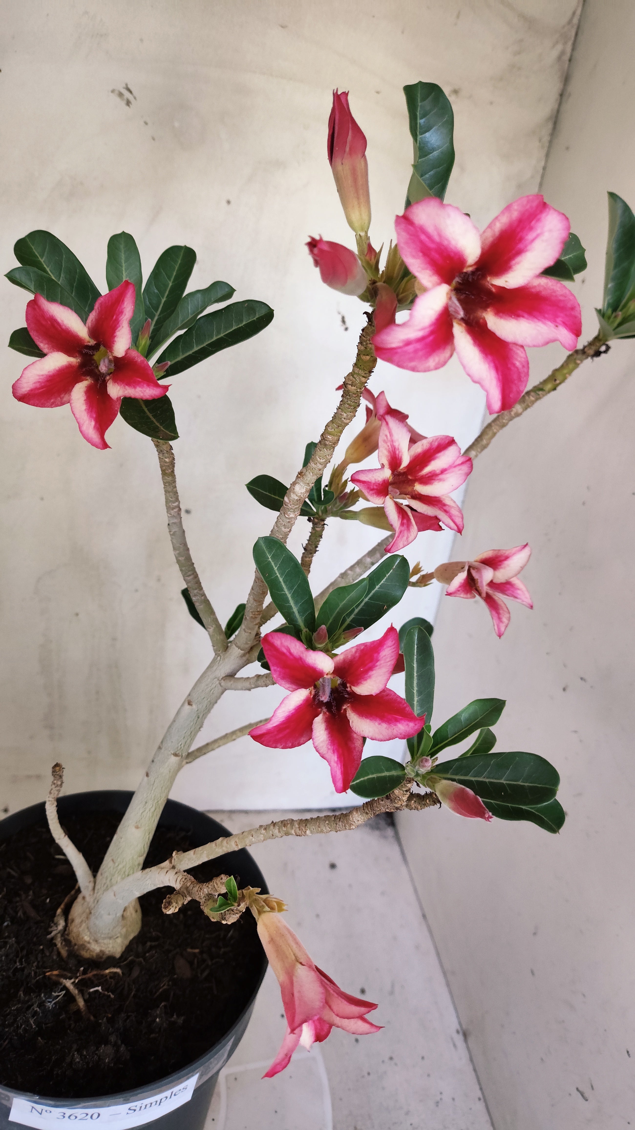 Planta Simples 3620 – 40cm – 03 anos - vaso 17