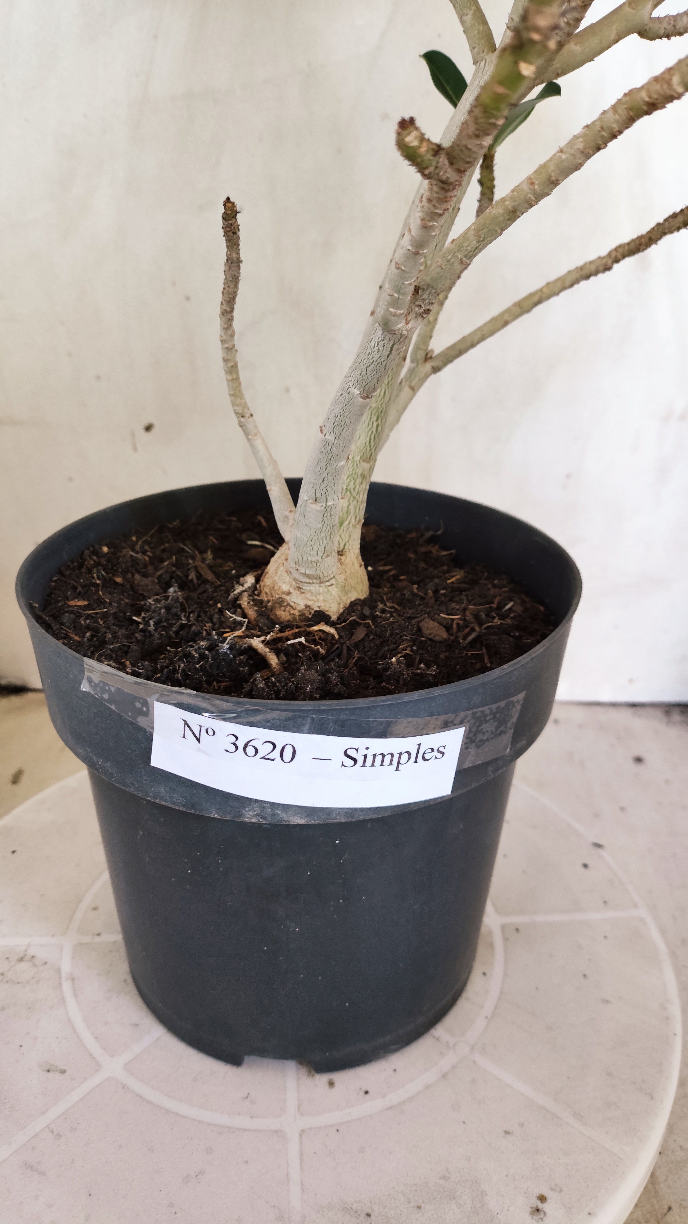 Planta Simples 3620 – 40cm – 03 anos - vaso 17