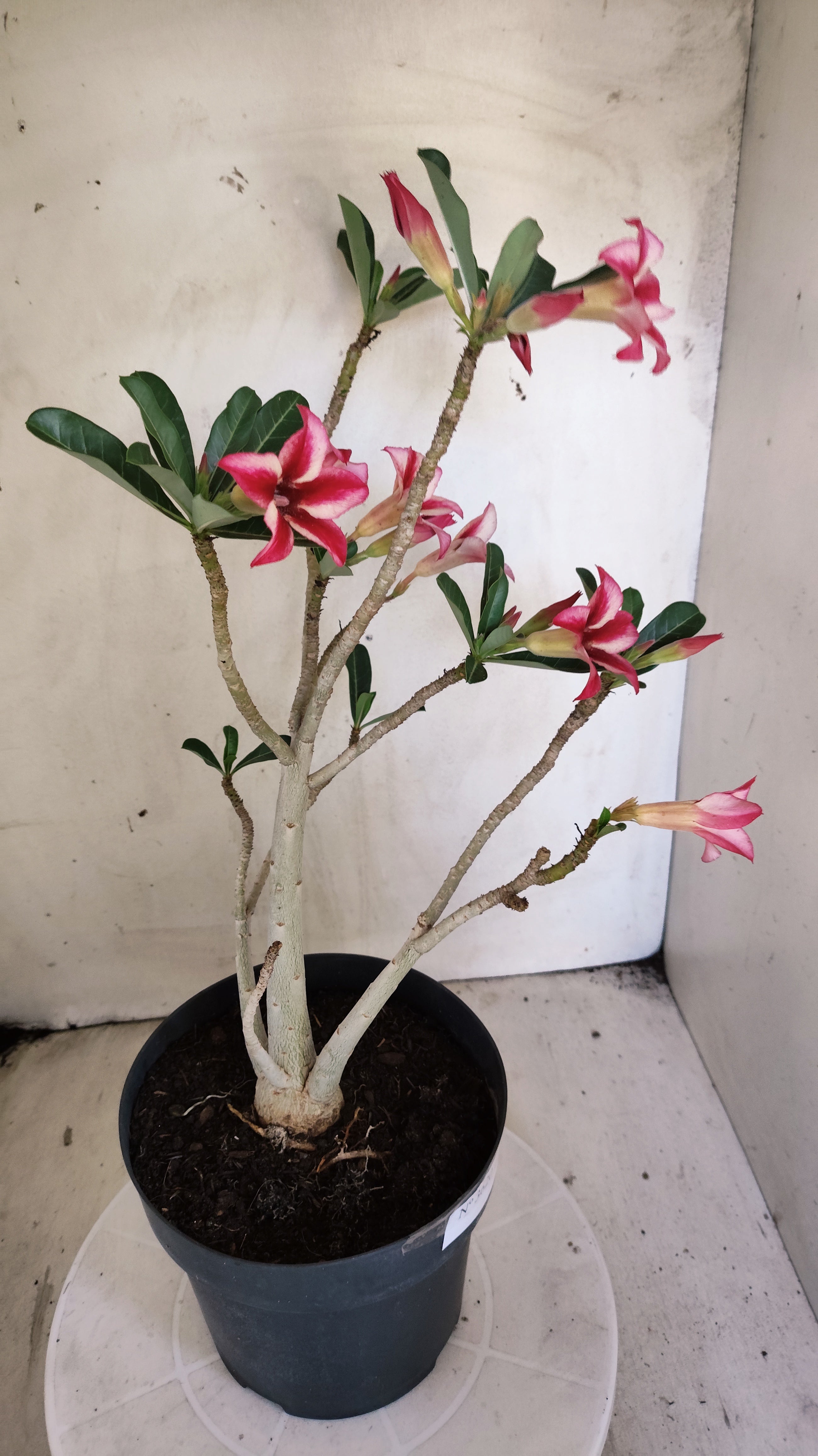 Planta Simples 3620 – 40cm – 03 anos - vaso 17
