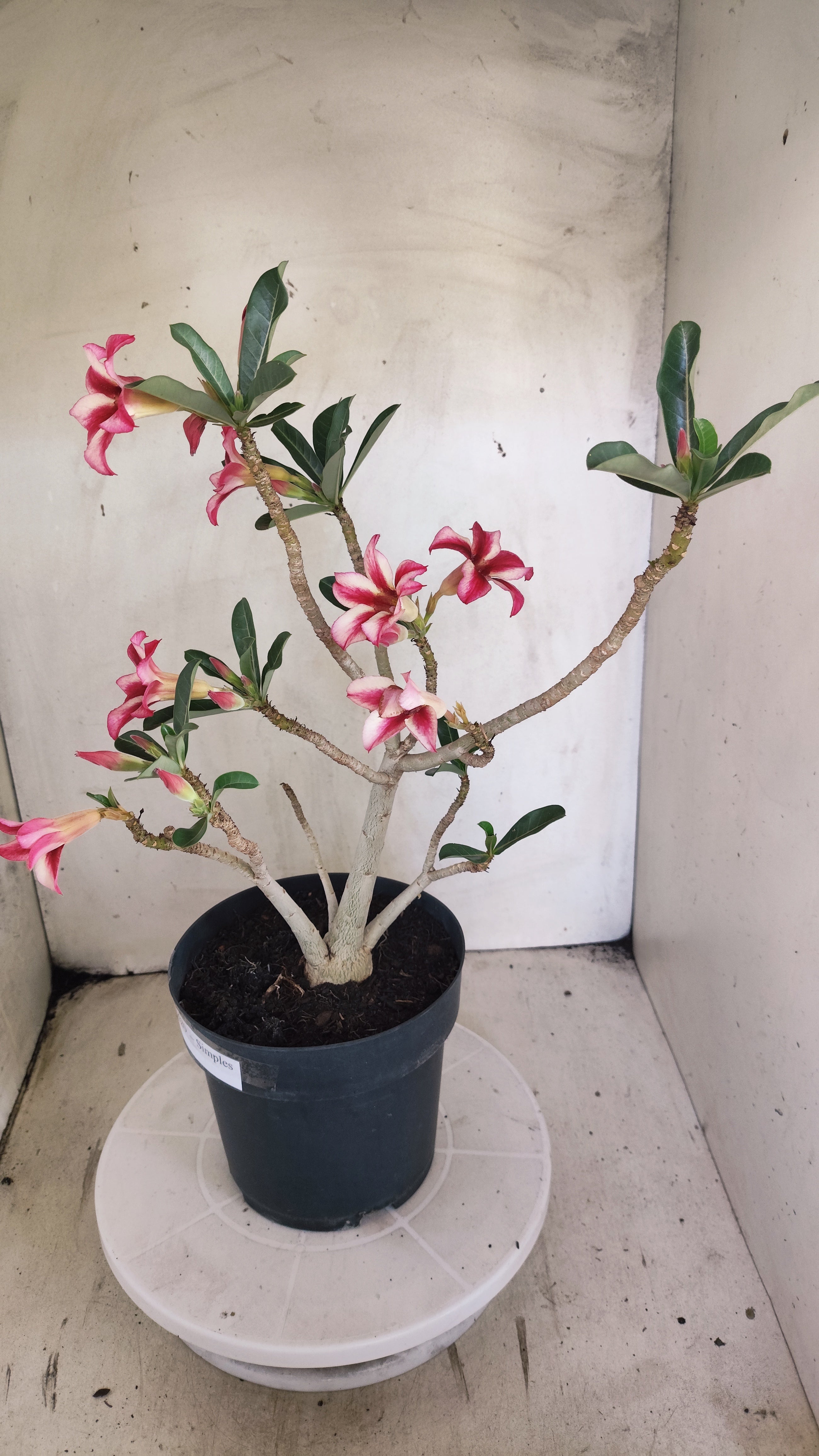 Planta Simples 3620 – 40cm – 03 anos - vaso 17