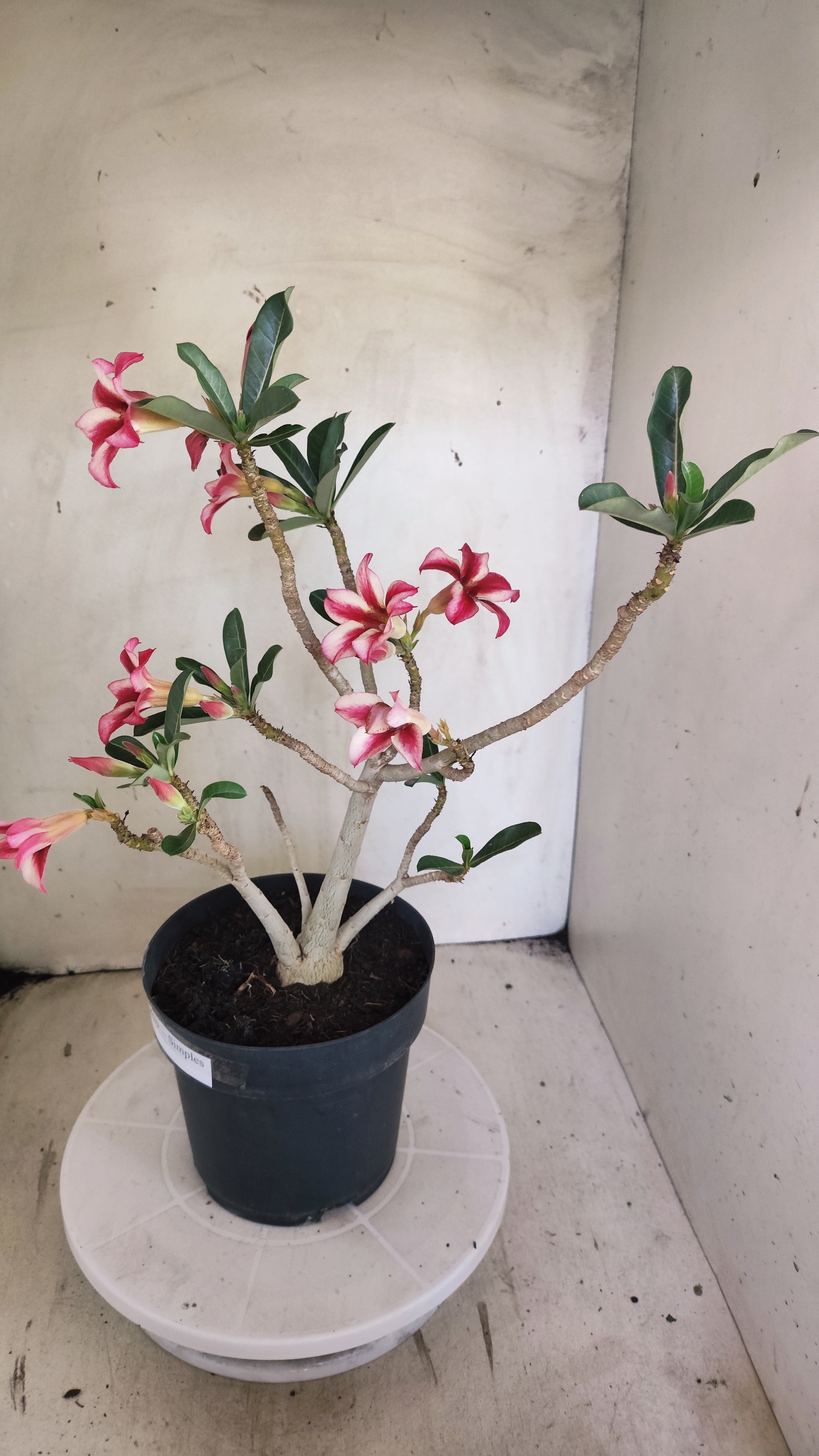 Planta Simples 3620 – 40cm – 03 anos - vaso 17
