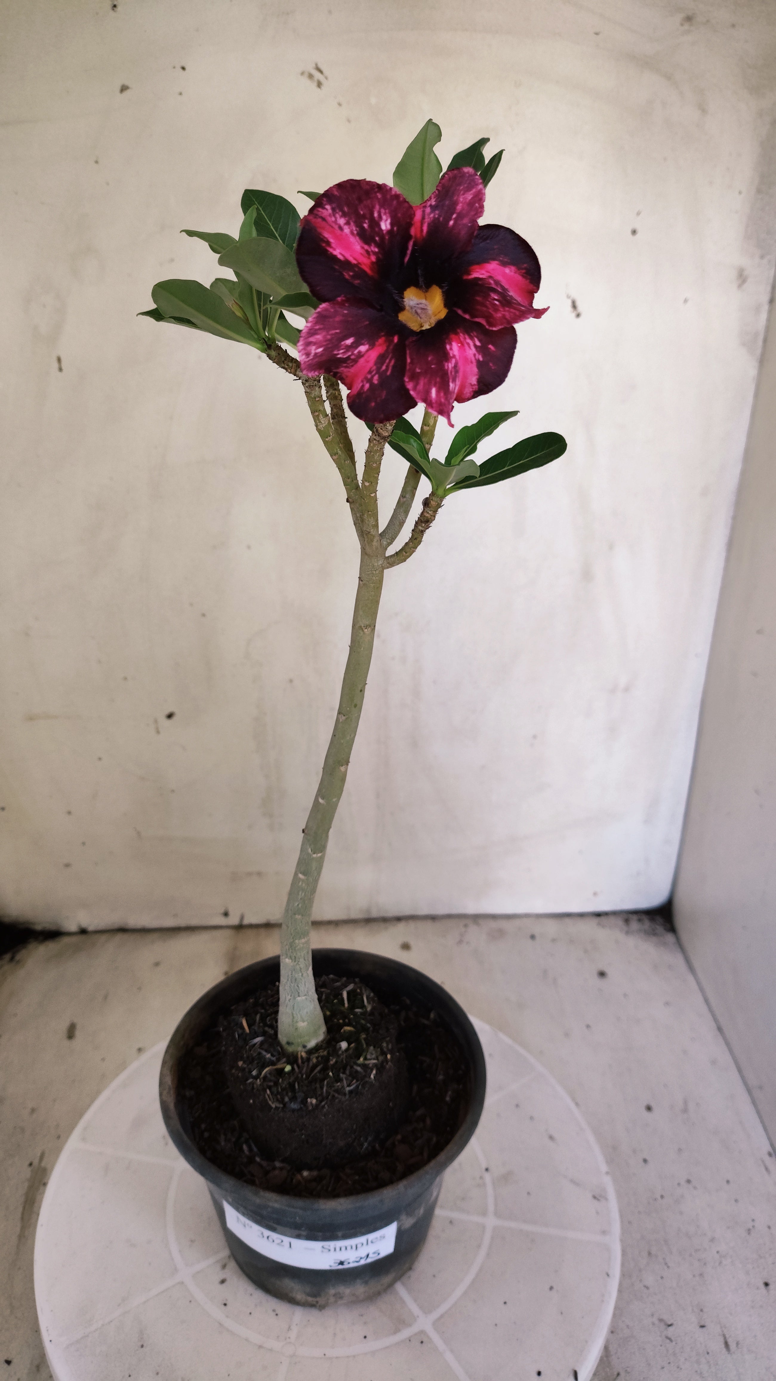 Planta Simples 3621 – 30cm – 02 anos - vaso 15