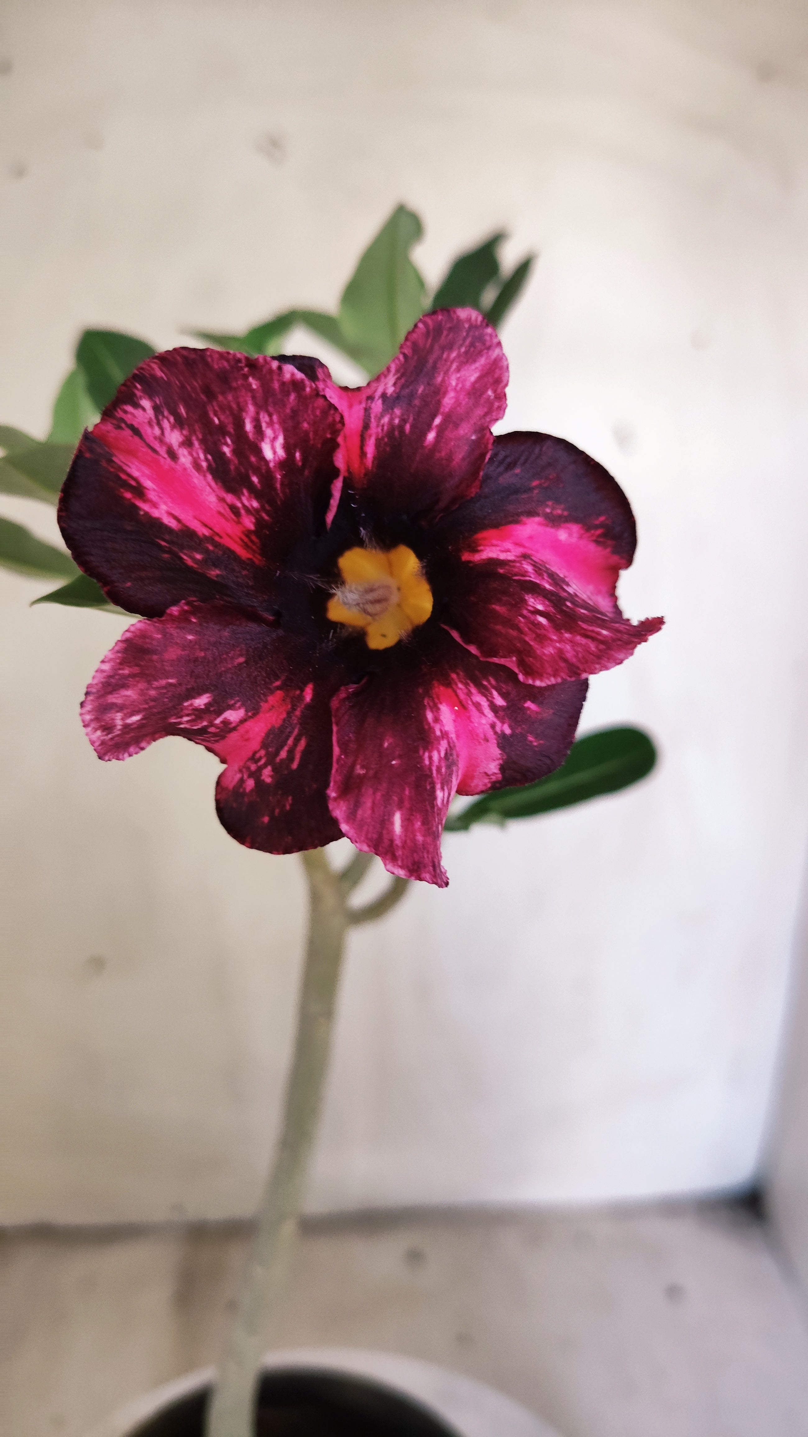 Planta Simples 3621 – 30cm – 02 anos - vaso 15