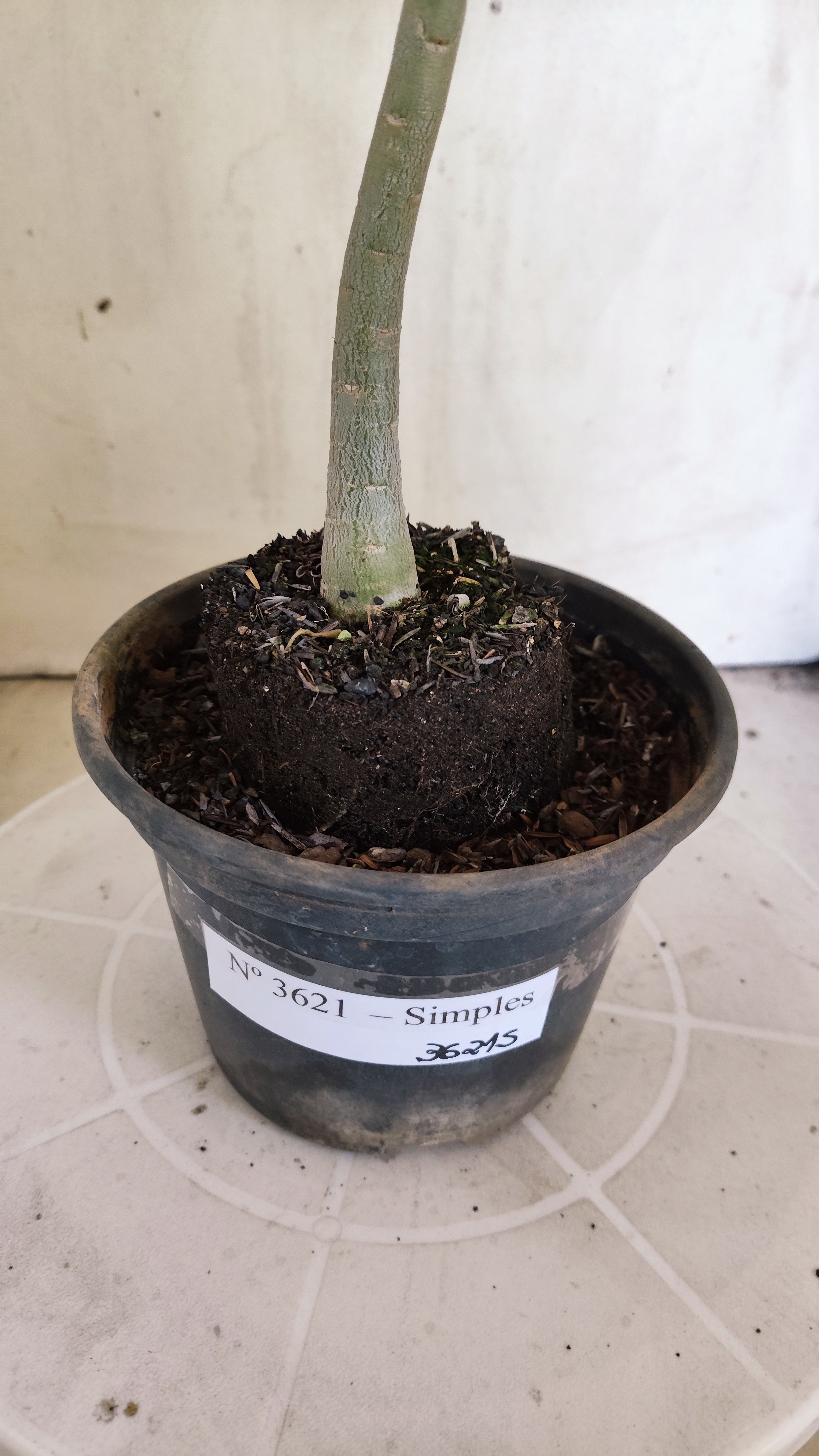 Planta Simples 3621 – 30cm – 02 anos - vaso 15
