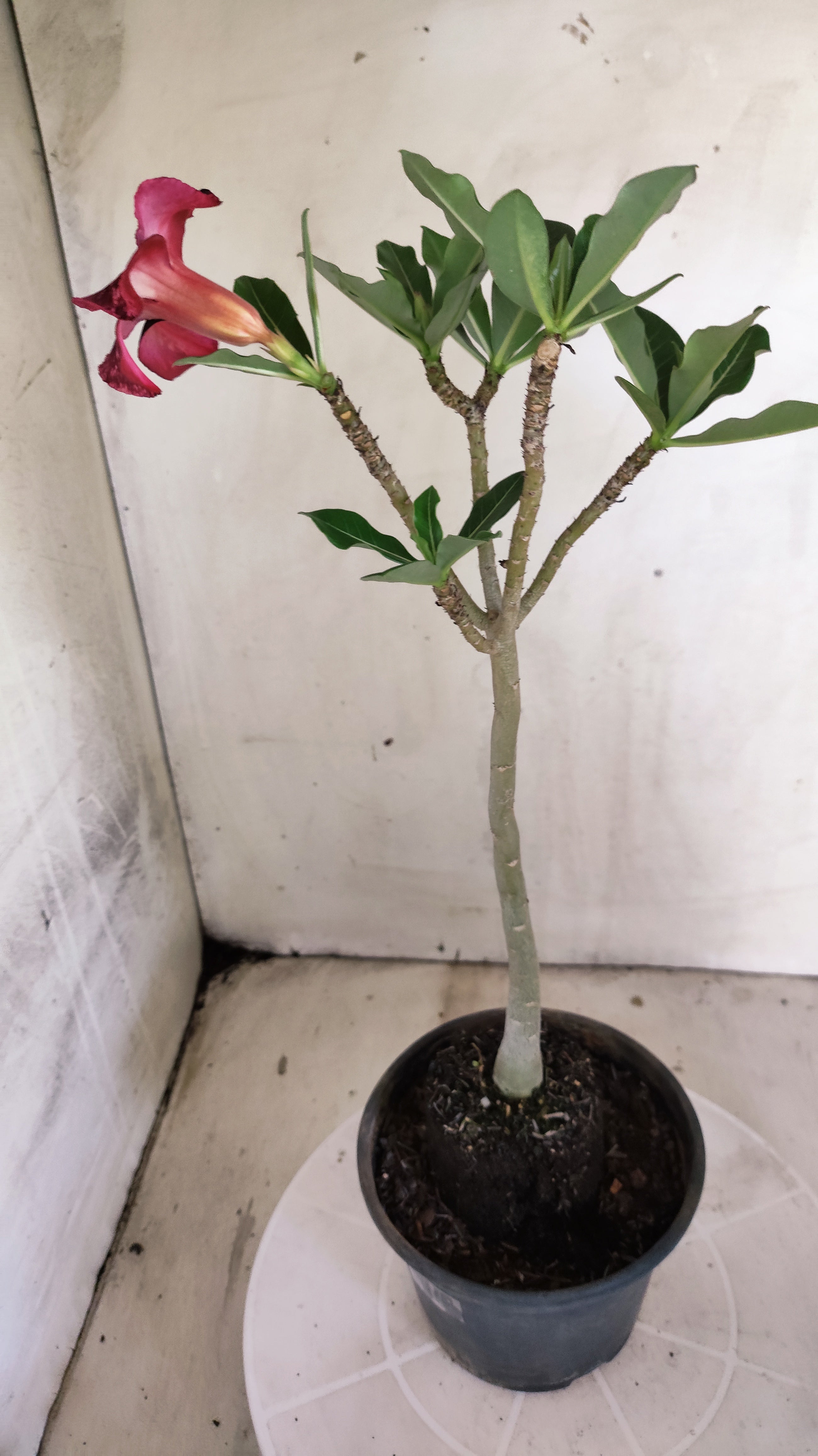 Planta Simples 3621 – 30cm – 02 anos - vaso 15