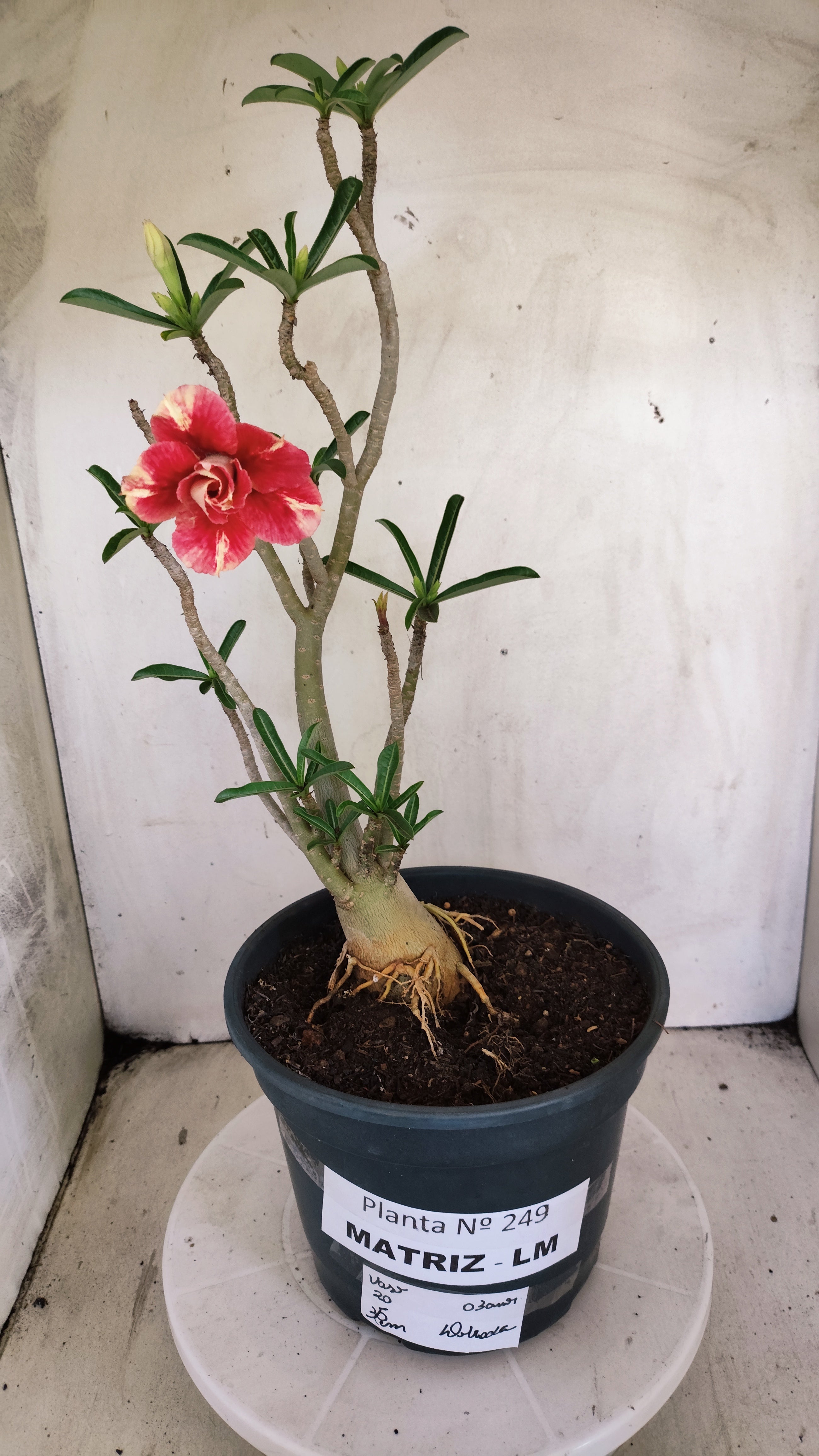 MATRIZ Planta Dobrada 239 – 35cm – 03 anos - Vaso 20