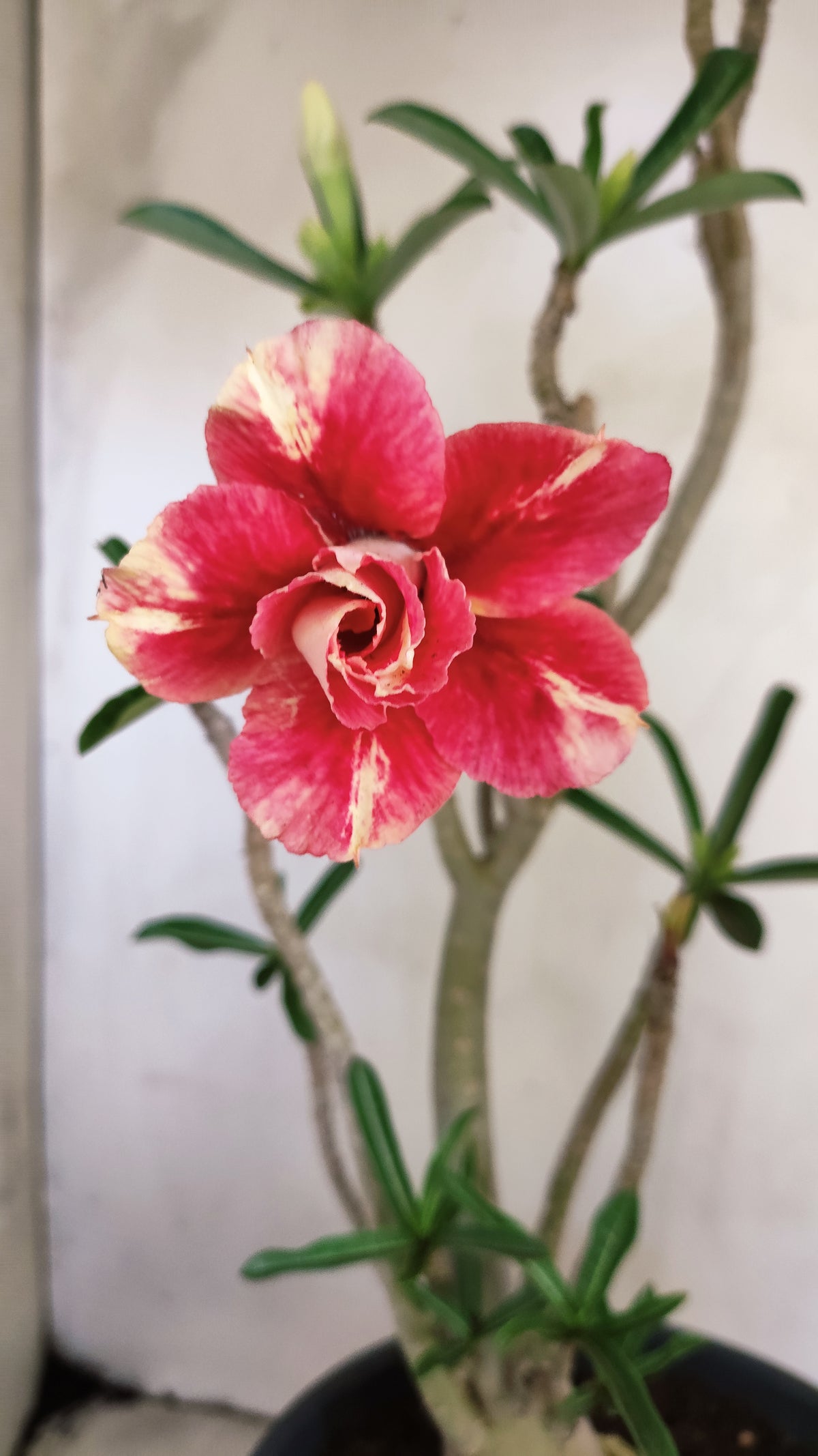 MATRIZ Planta Dobrada 239 – 35cm – 03 anos - Vaso 20