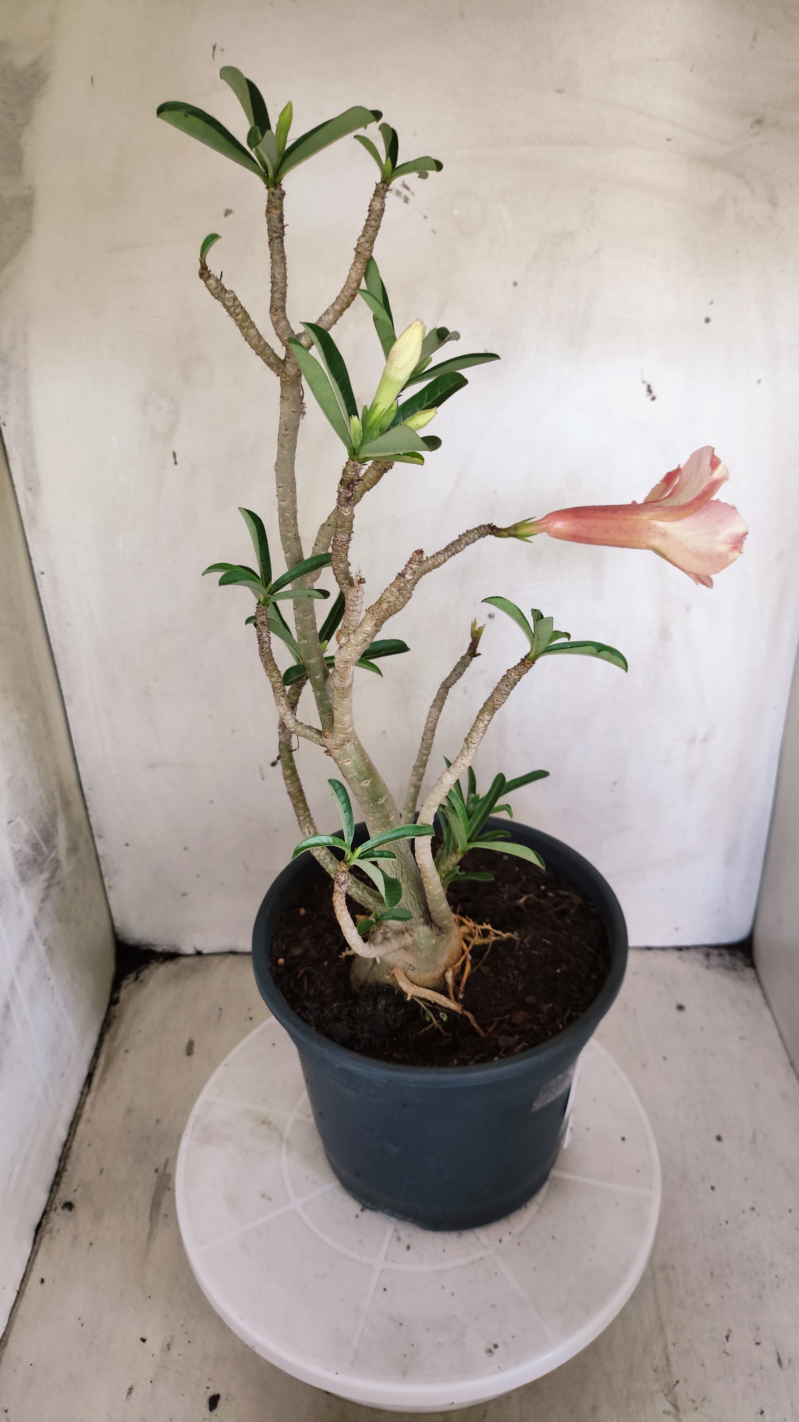 MATRIZ Planta Dobrada 239 – 35cm – 03 anos - Vaso 20