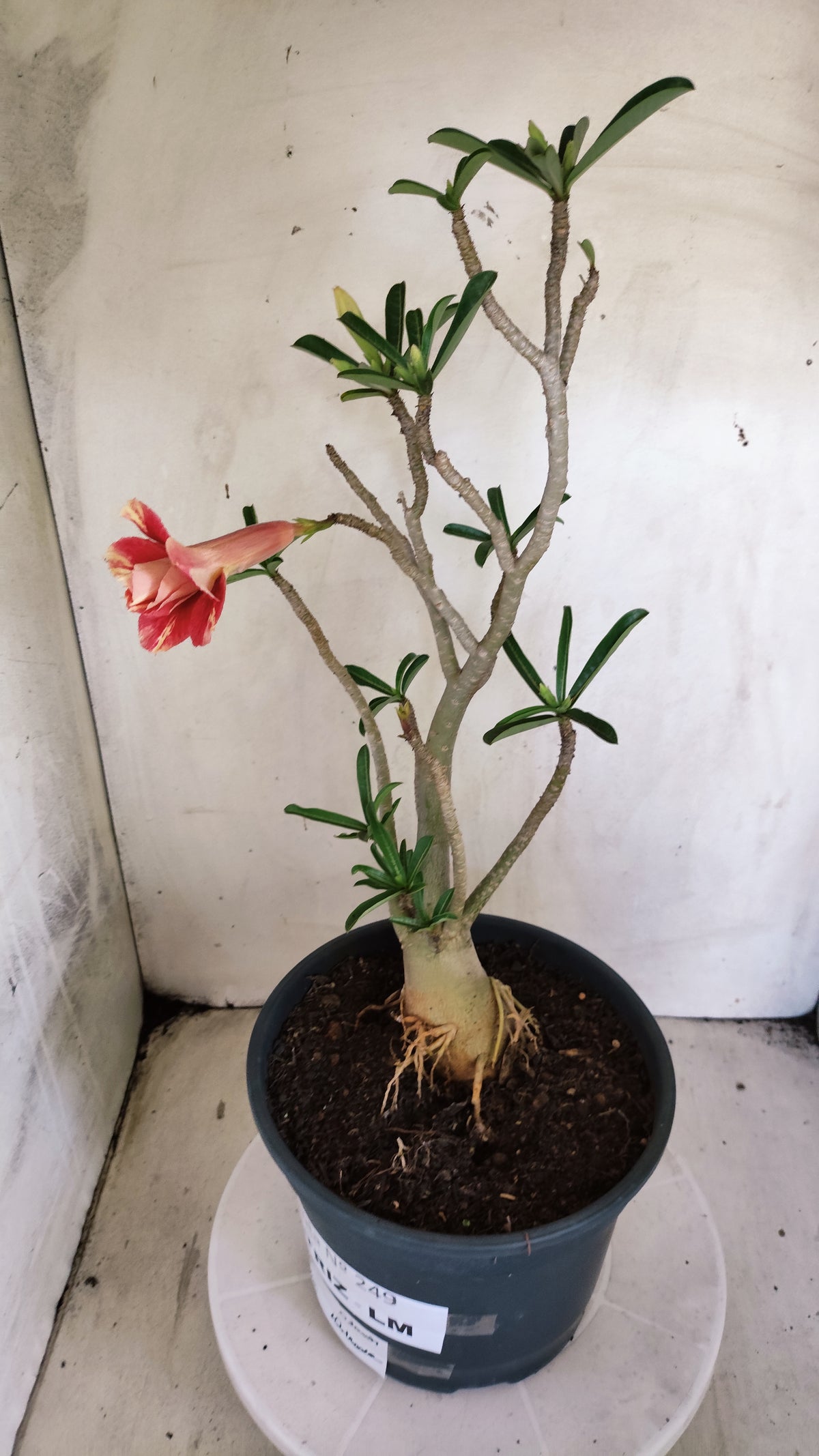 MATRIZ Planta Dobrada 239 – 35cm – 03 anos - Vaso 20