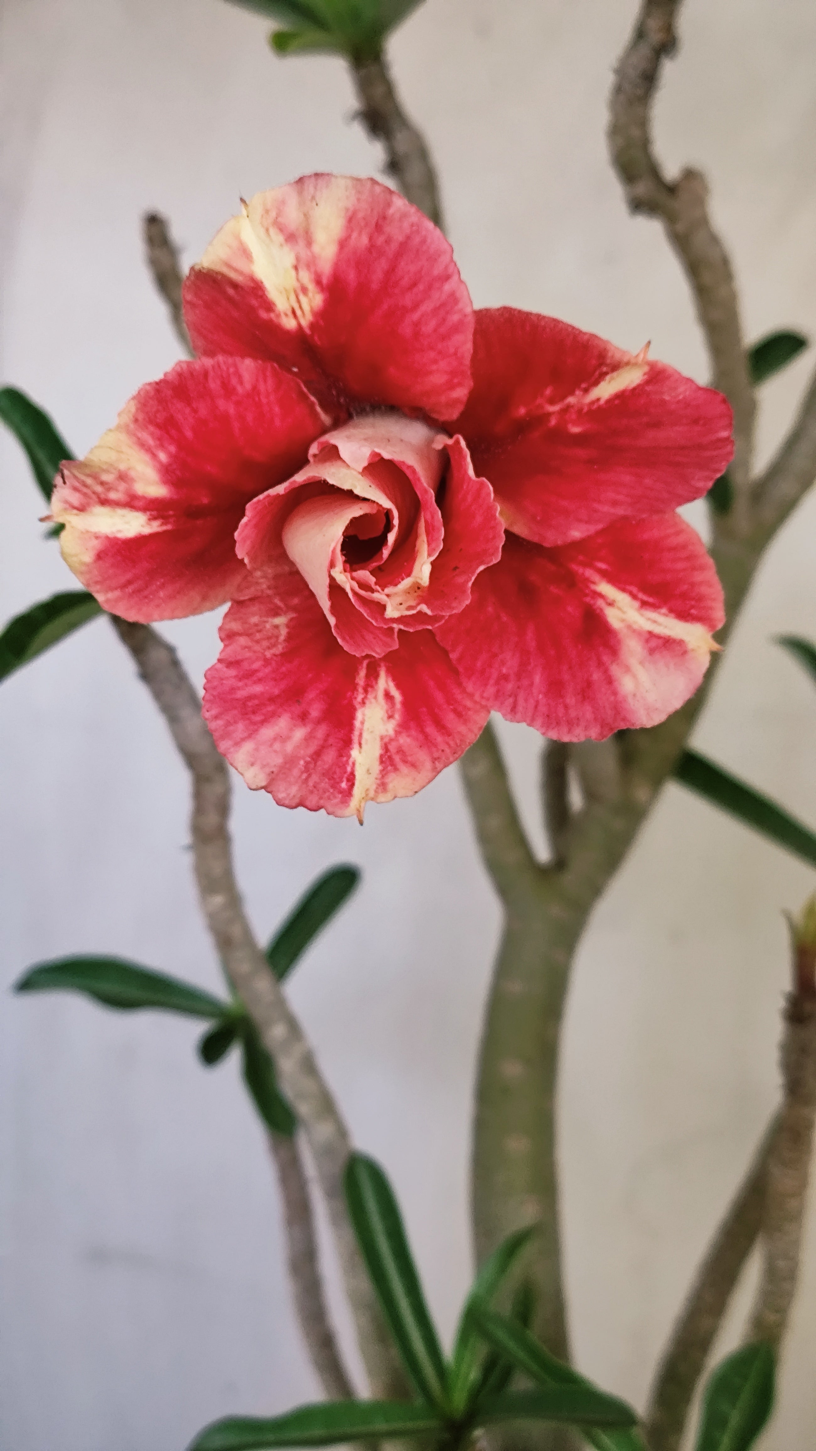 MATRIZ Planta Dobrada 239 – 35cm – 03 anos - Vaso 20