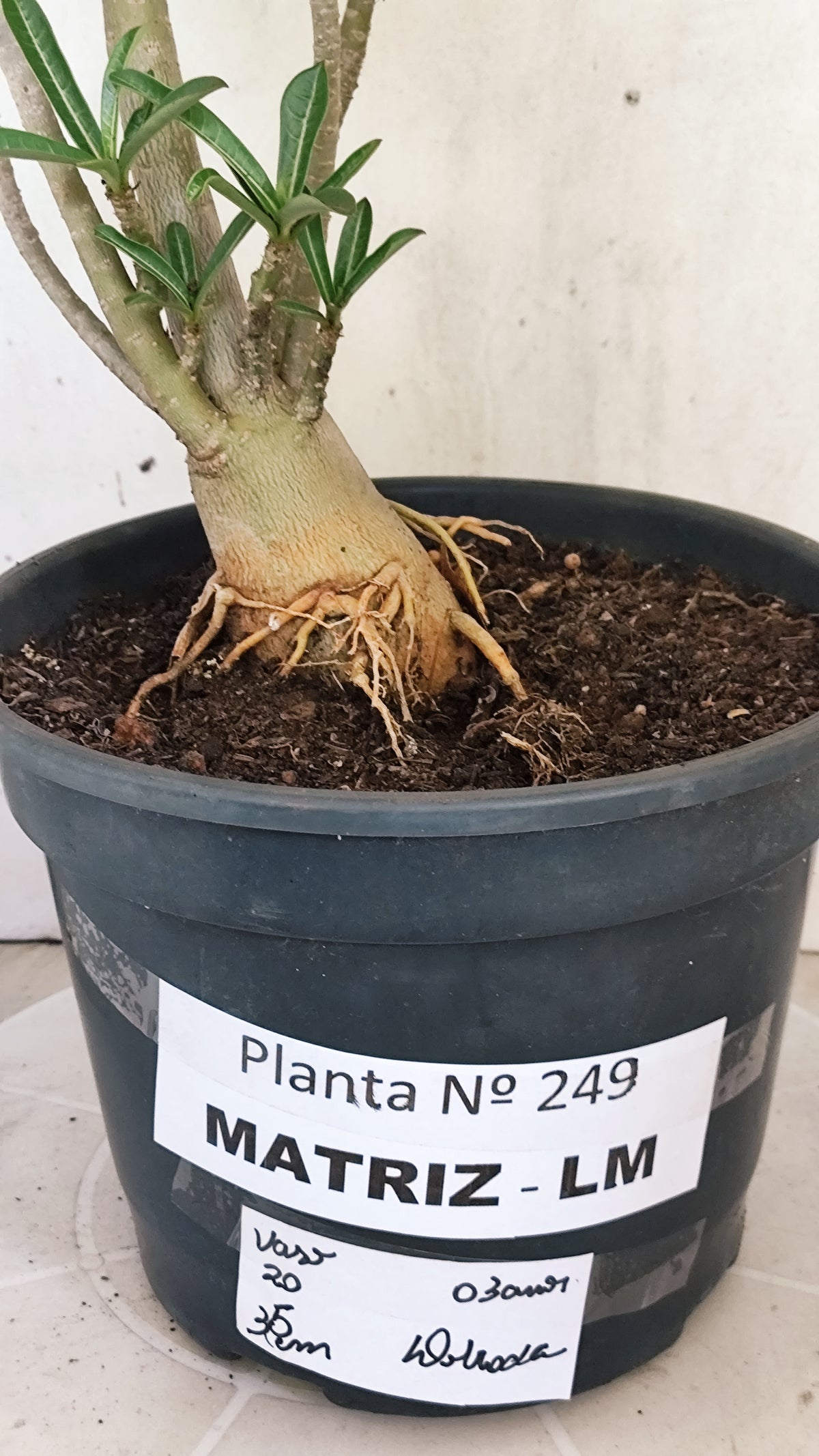 MATRIZ Planta Dobrada 239 – 35cm – 03 anos - Vaso 20