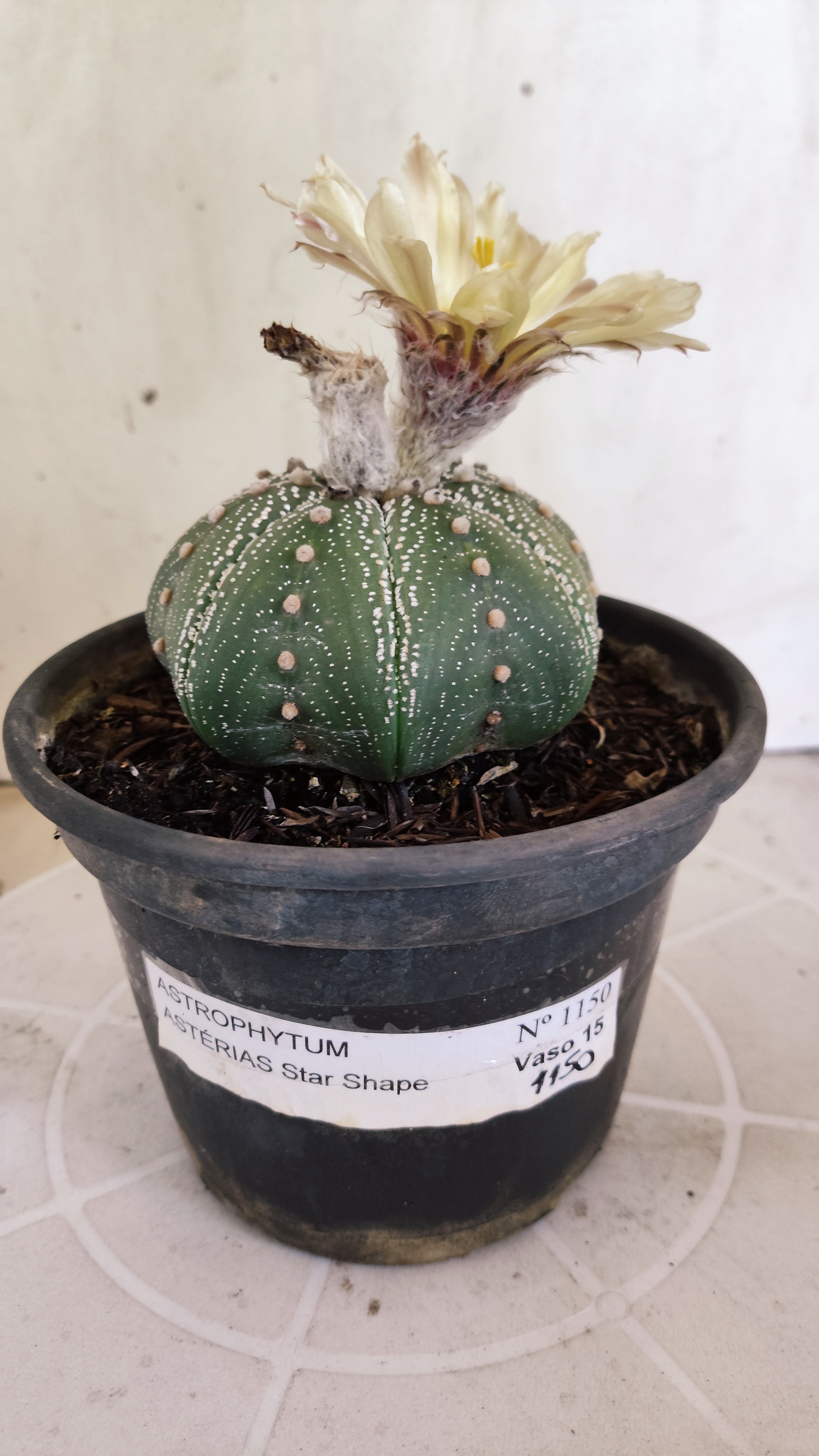 ASTROPHYTUM ASTERIAS "STAR SHAPE"   Nº 1150 – vaso 15
