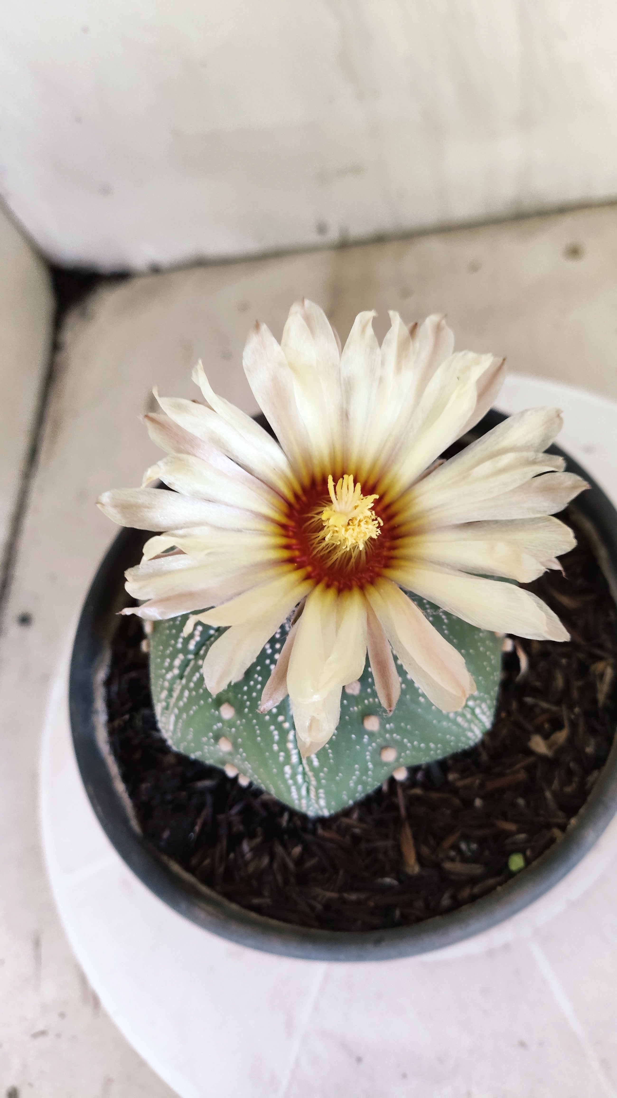 ASTROPHYTUM ASTERIAS "STAR SHAPE"   Nº 1150 – vaso 15