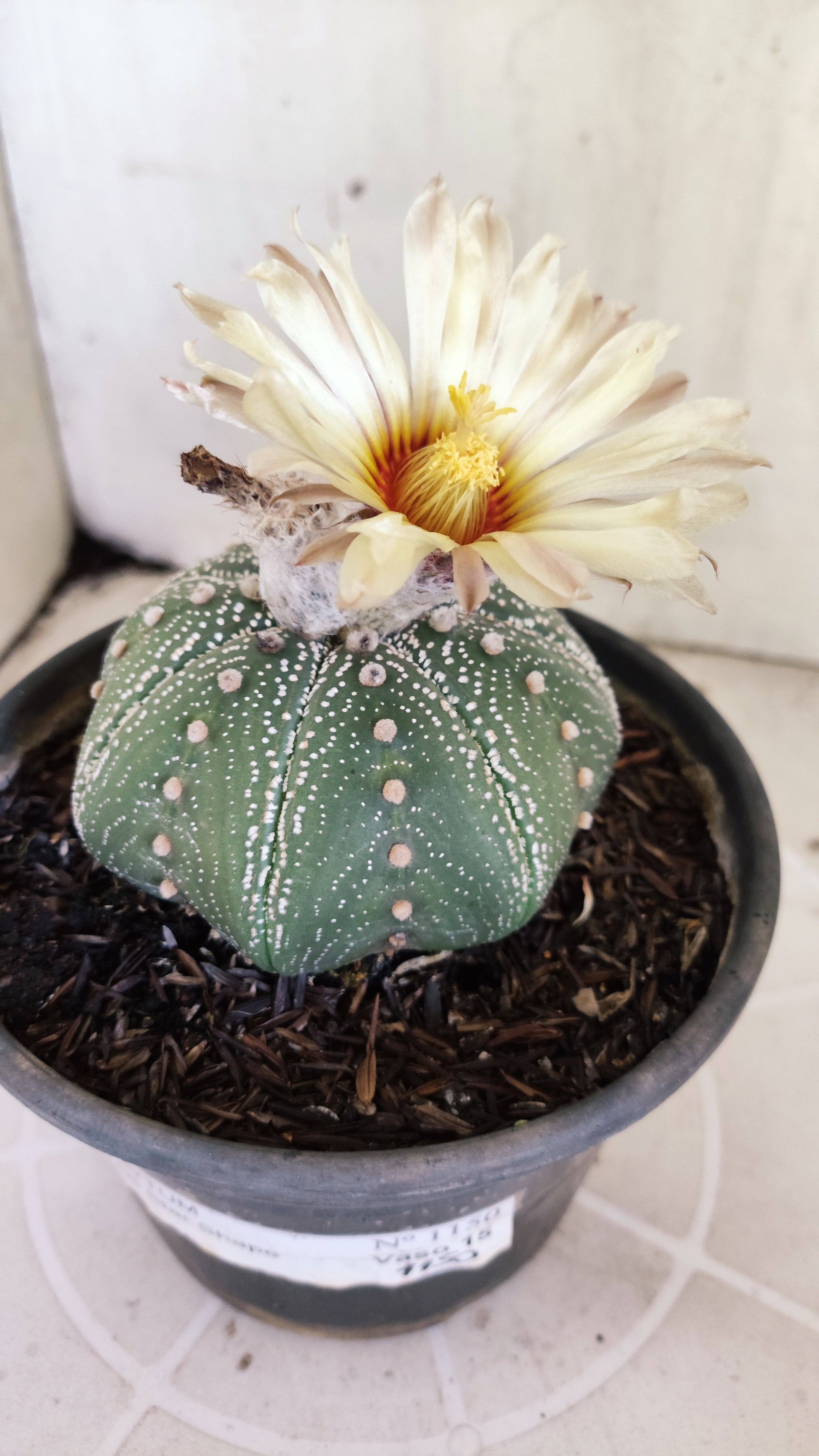 ASTROPHYTUM ASTERIAS "STAR SHAPE"   Nº 1150 – vaso 15