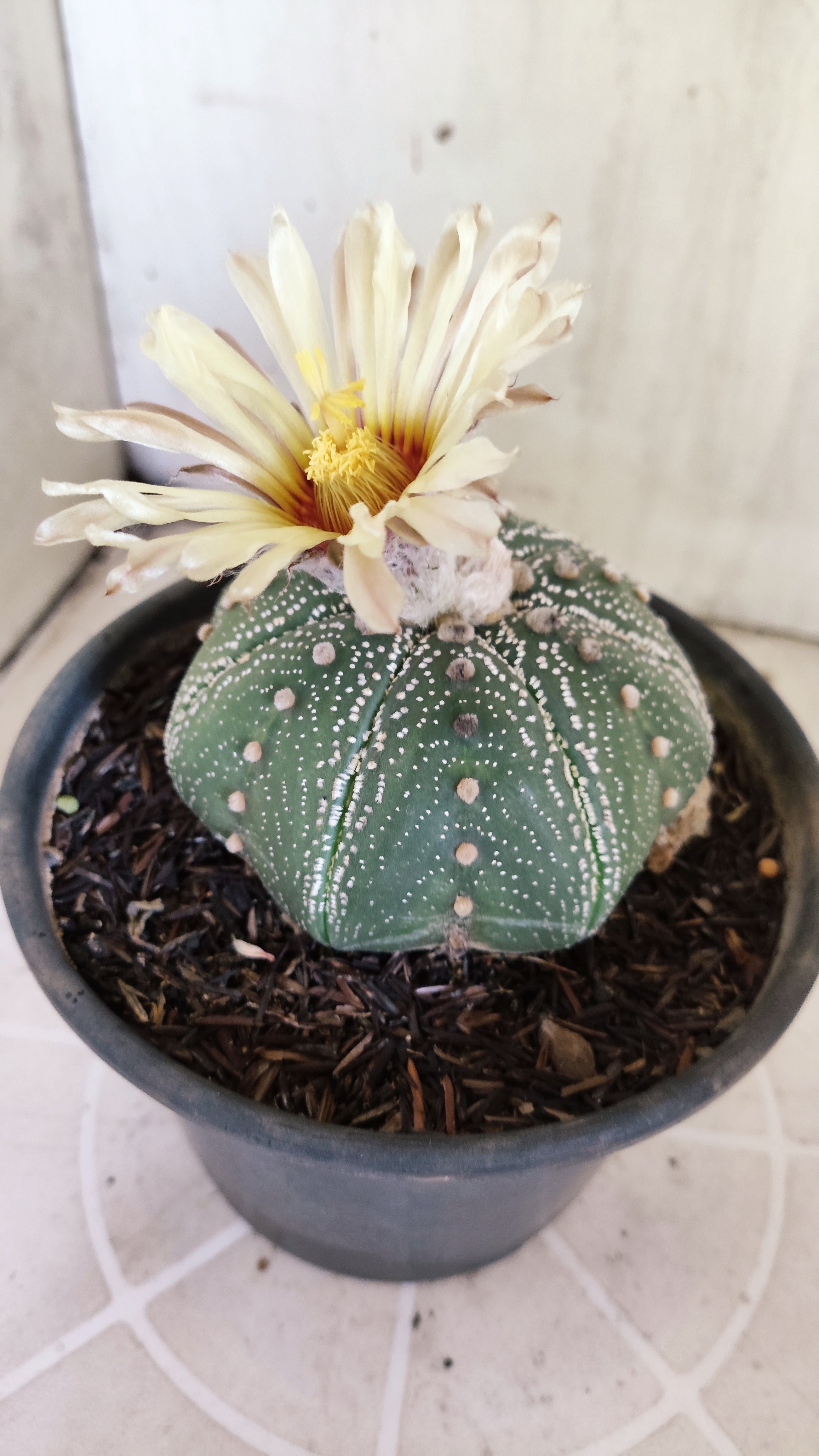 ASTROPHYTUM ASTERIAS "STAR SHAPE"   Nº 1150 – vaso 15
