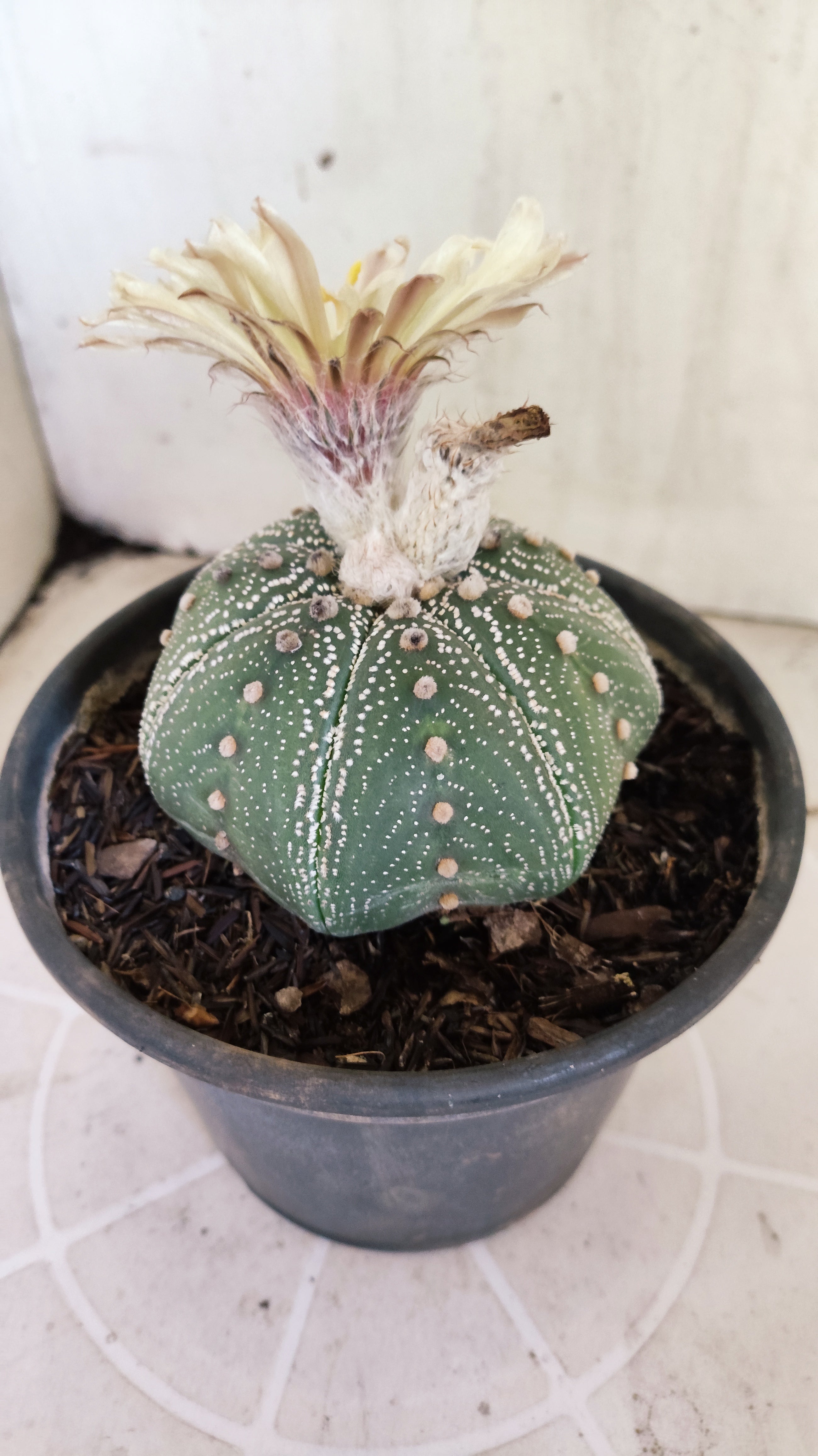 ASTROPHYTUM ASTERIAS "STAR SHAPE"   Nº 1150 – vaso 15
