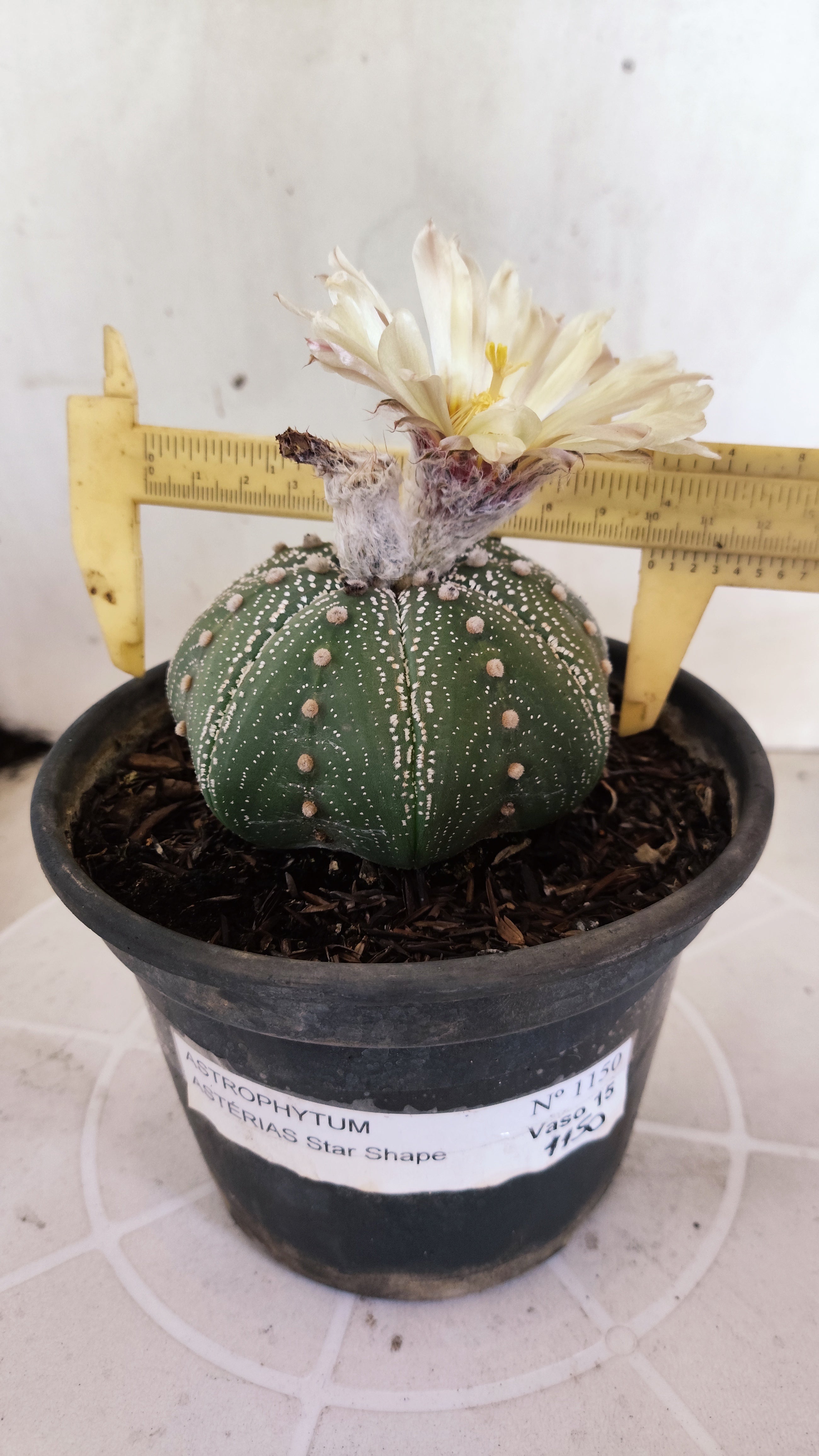 ASTROPHYTUM ASTERIAS "STAR SHAPE"   Nº 1150 – vaso 15
