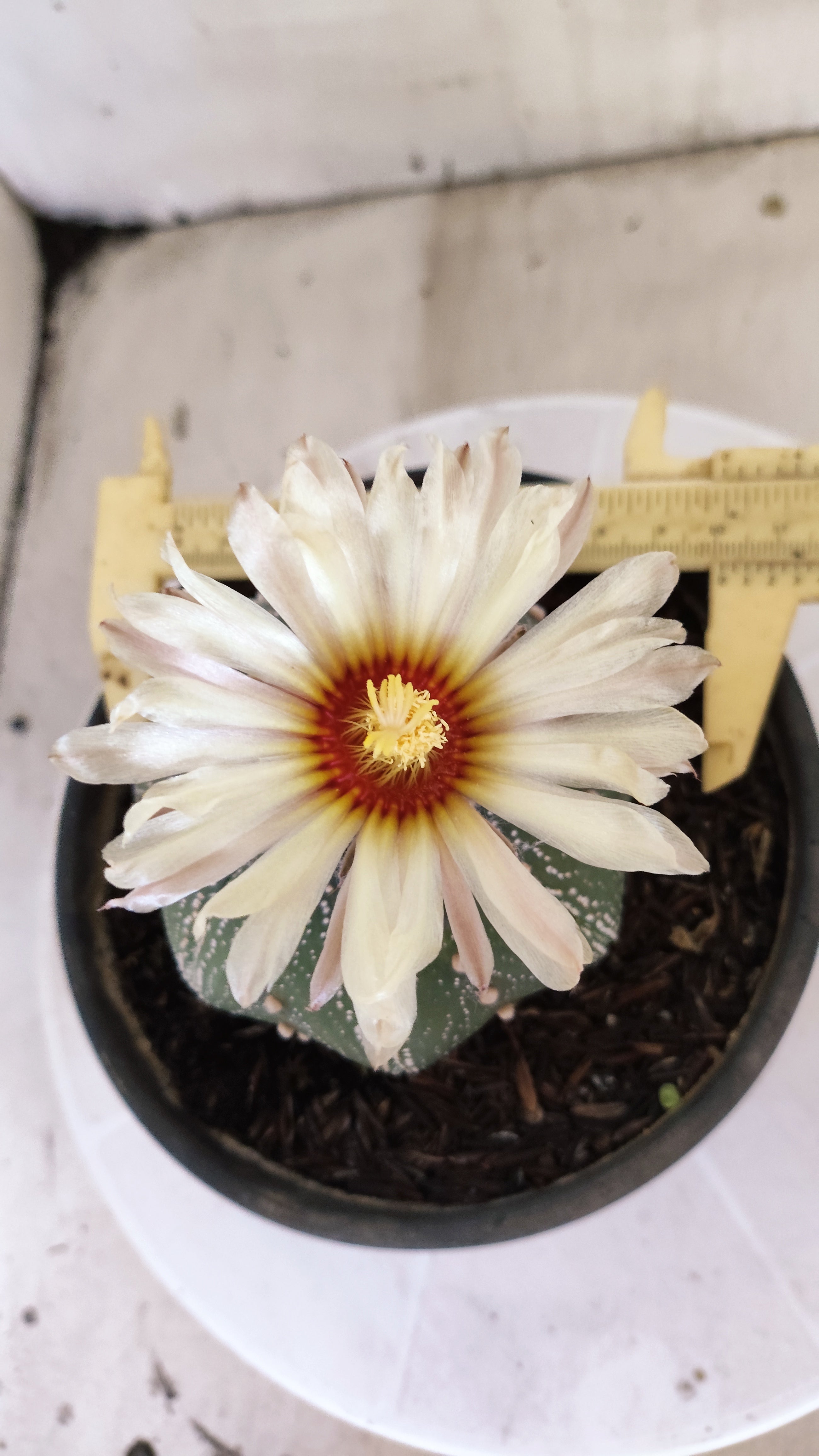 ASTROPHYTUM ASTERIAS "STAR SHAPE"   Nº 1150 – vaso 15