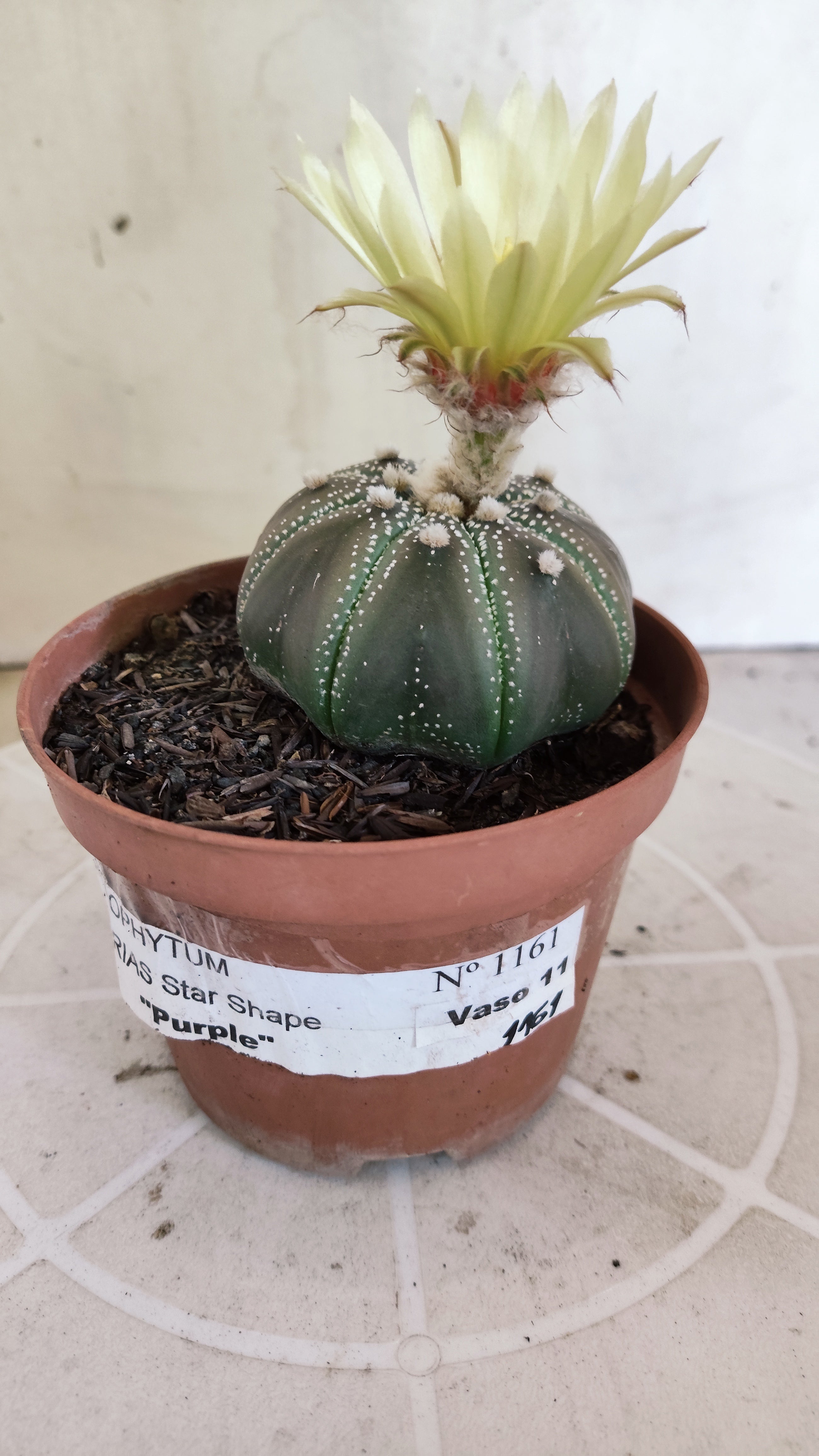 ASTROPHYTUM ASTERIAS STAR SHAPE "PURPLE" Nº 1161 – vaso 11