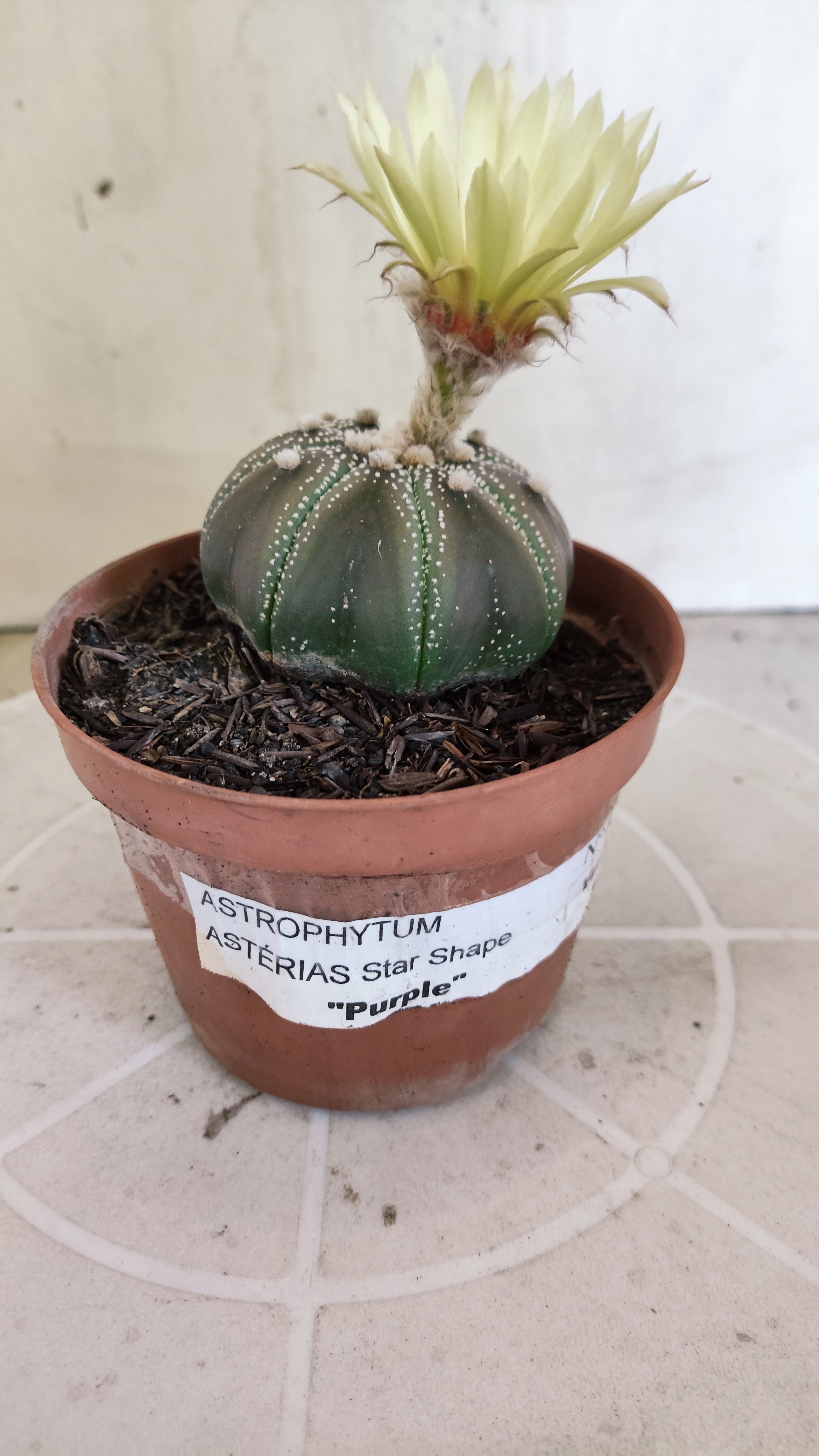 ASTROPHYTUM ASTERIAS STAR SHAPE "PURPLE" Nº 1161 – vaso 11