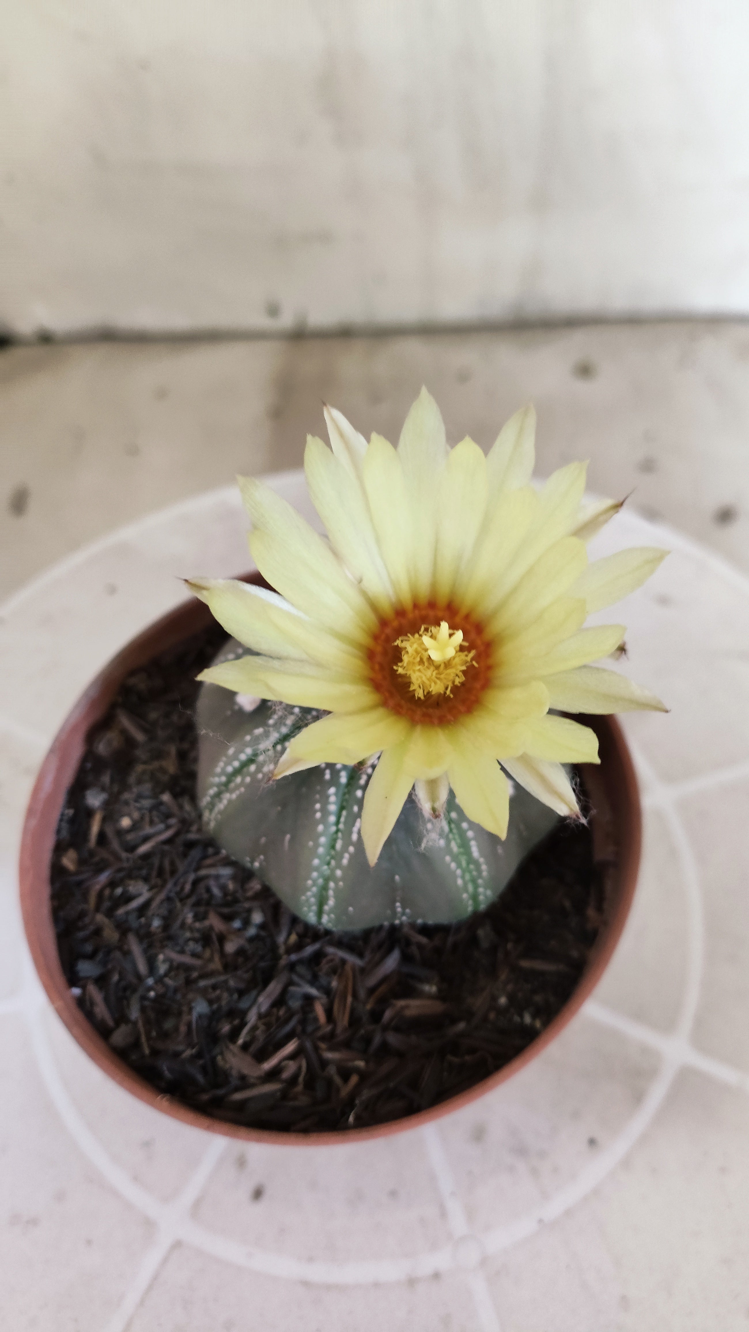 ASTROPHYTUM ASTERIAS STAR SHAPE "PURPLE" Nº 1161 – vaso 11