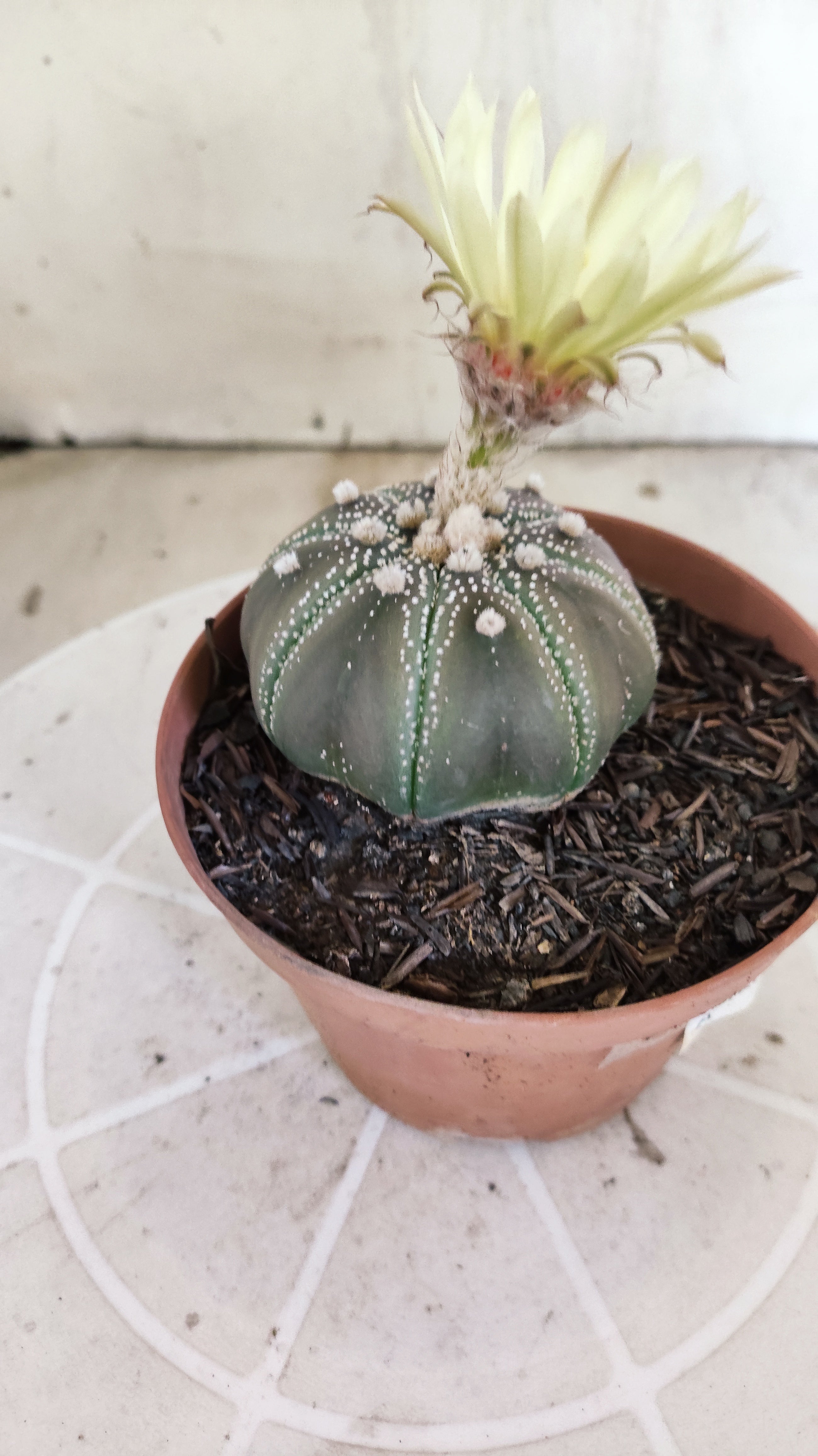 ASTROPHYTUM ASTERIAS STAR SHAPE "PURPLE" Nº 1161 – vaso 11