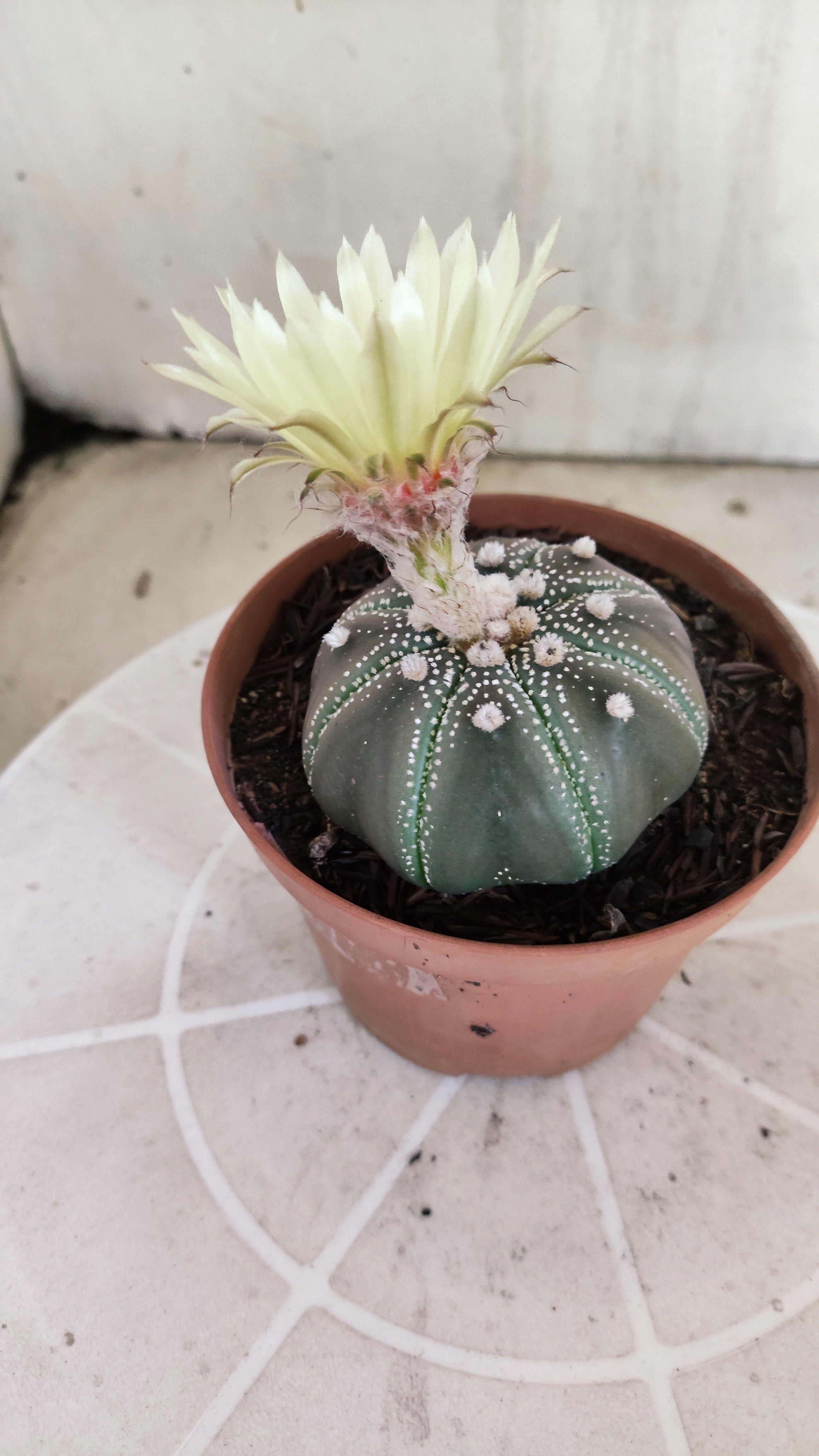 ASTROPHYTUM ASTERIAS STAR SHAPE "PURPLE" Nº 1161 – vaso 11