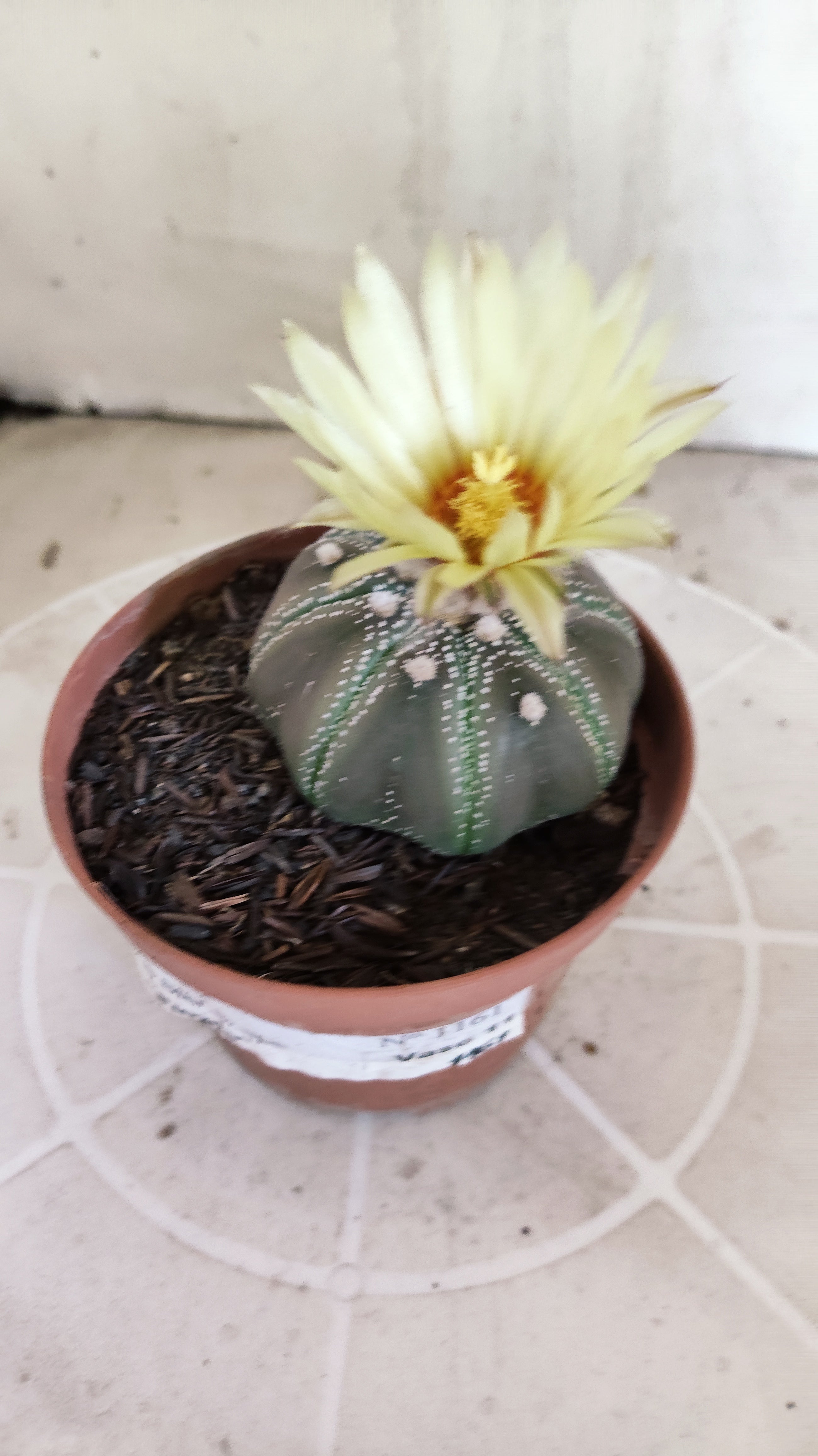 ASTROPHYTUM ASTERIAS STAR SHAPE "PURPLE" Nº 1161 – vaso 11