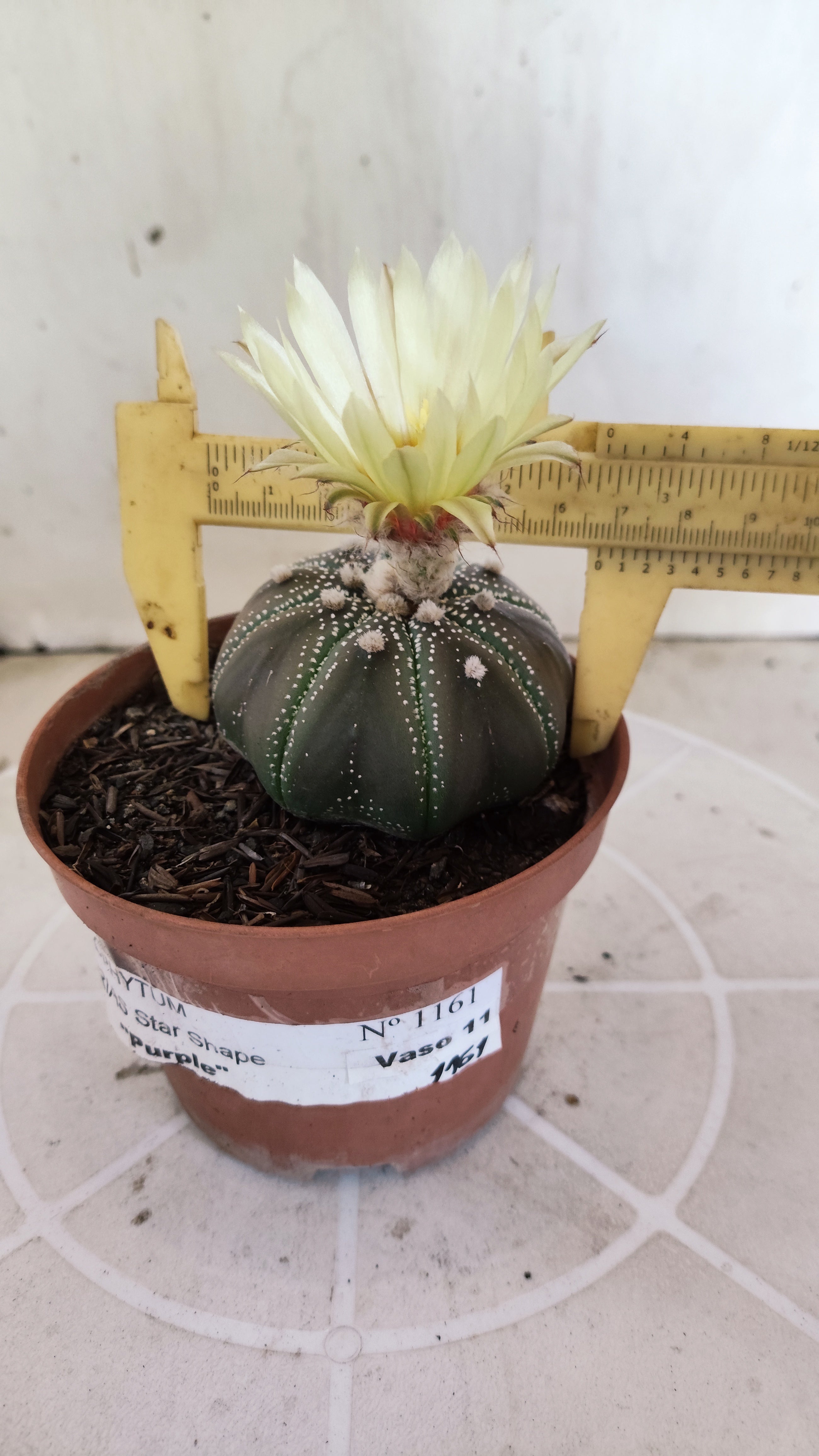 ASTROPHYTUM ASTERIAS STAR SHAPE "PURPLE" Nº 1161 – vaso 11