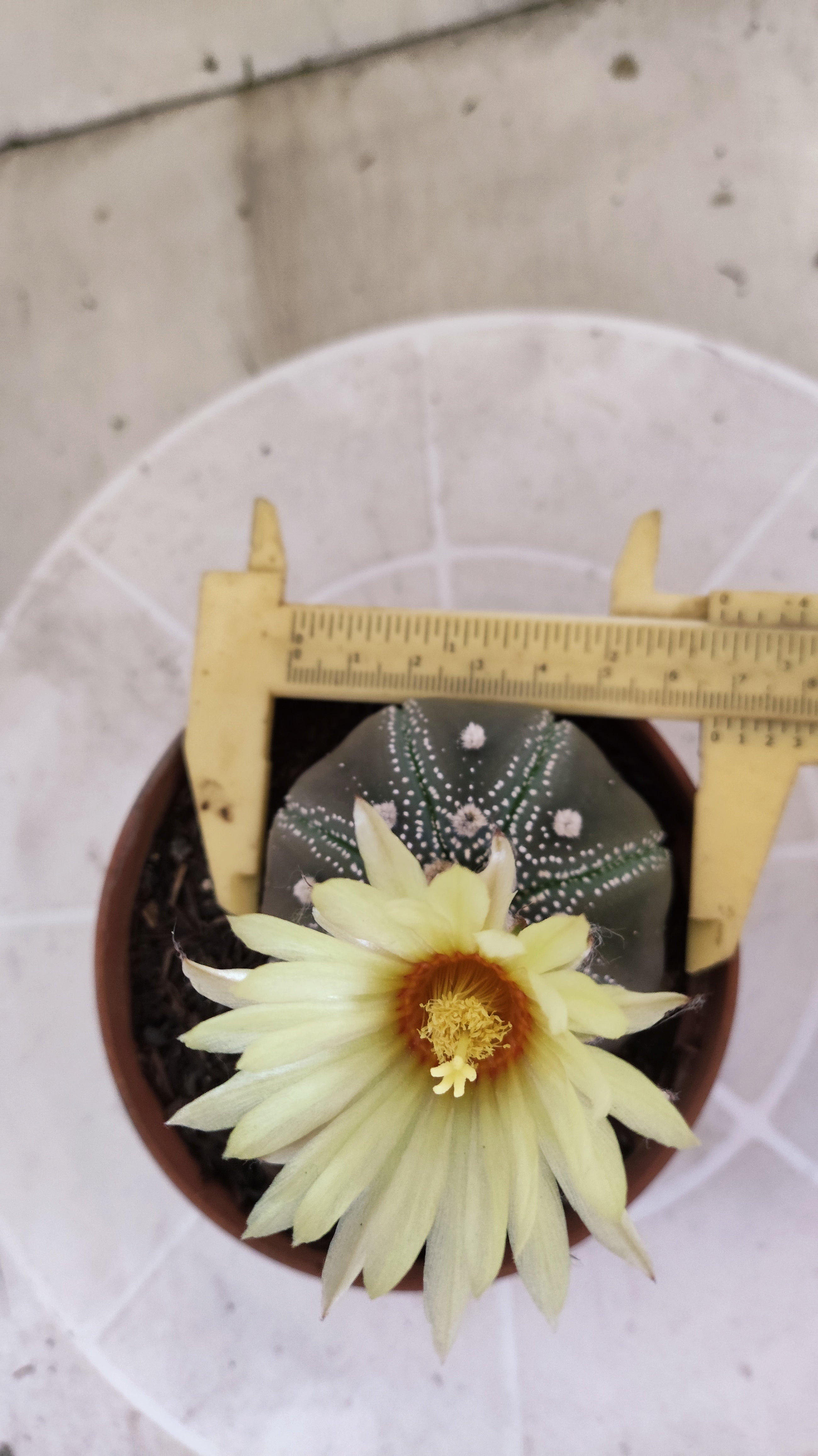 ASTROPHYTUM ASTERIAS STAR SHAPE "PURPLE" Nº 1161 – vaso 11