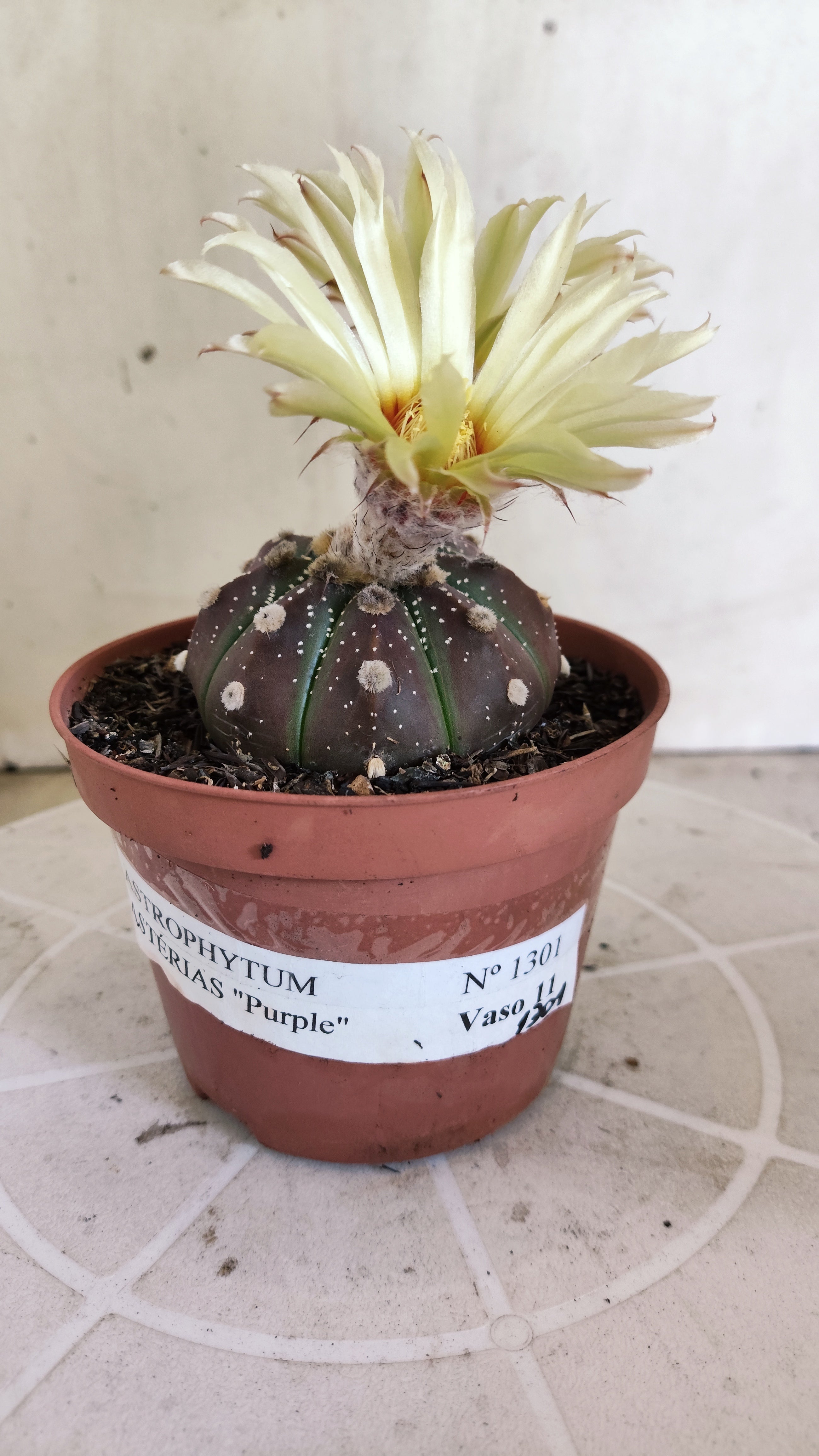 ASTROPHYTUM ASTERIAS “Purple”  Nº 1301 – vaso 11