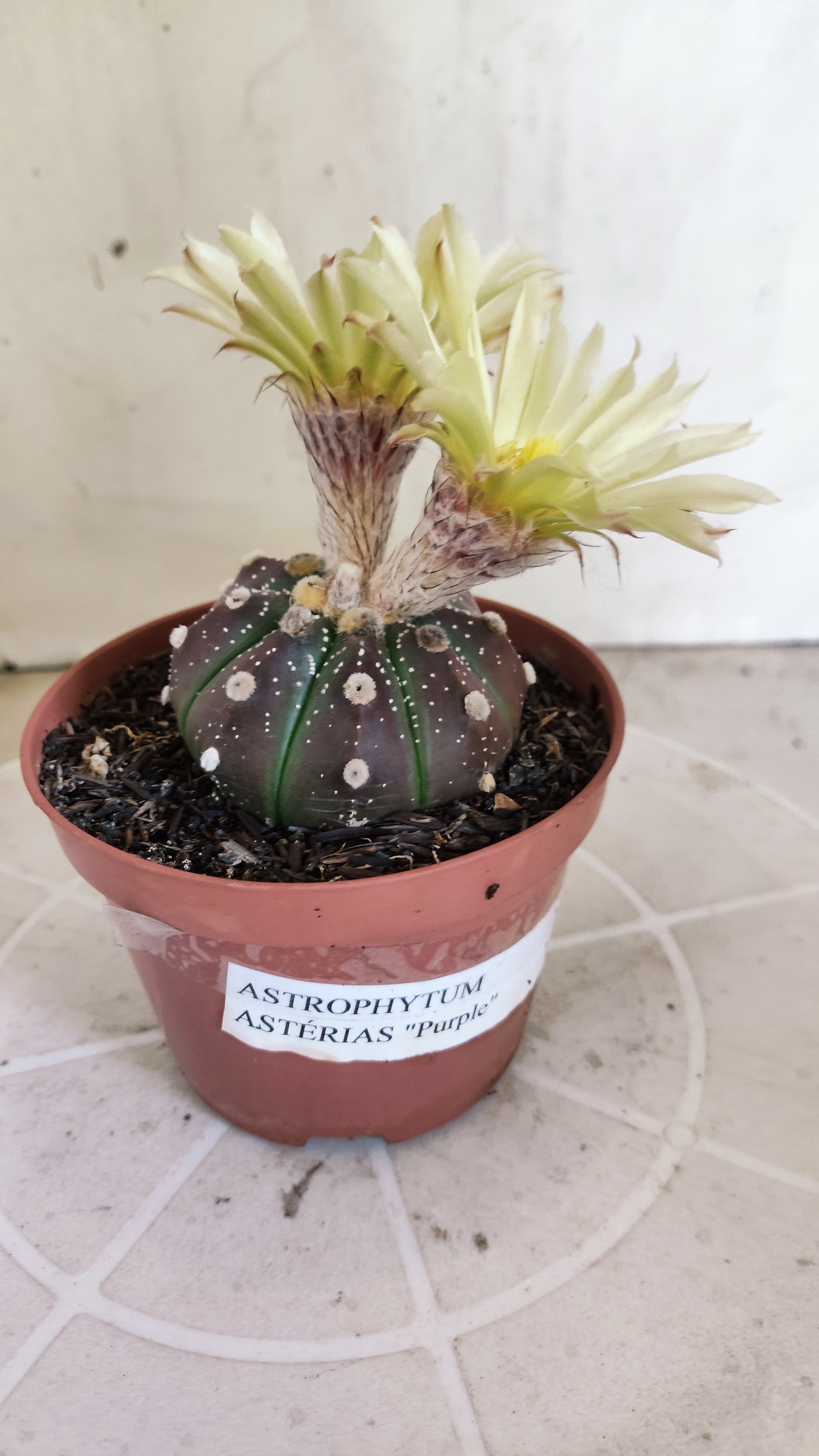 ASTROPHYTUM ASTERIAS “Purple”  Nº 1301 – vaso 11