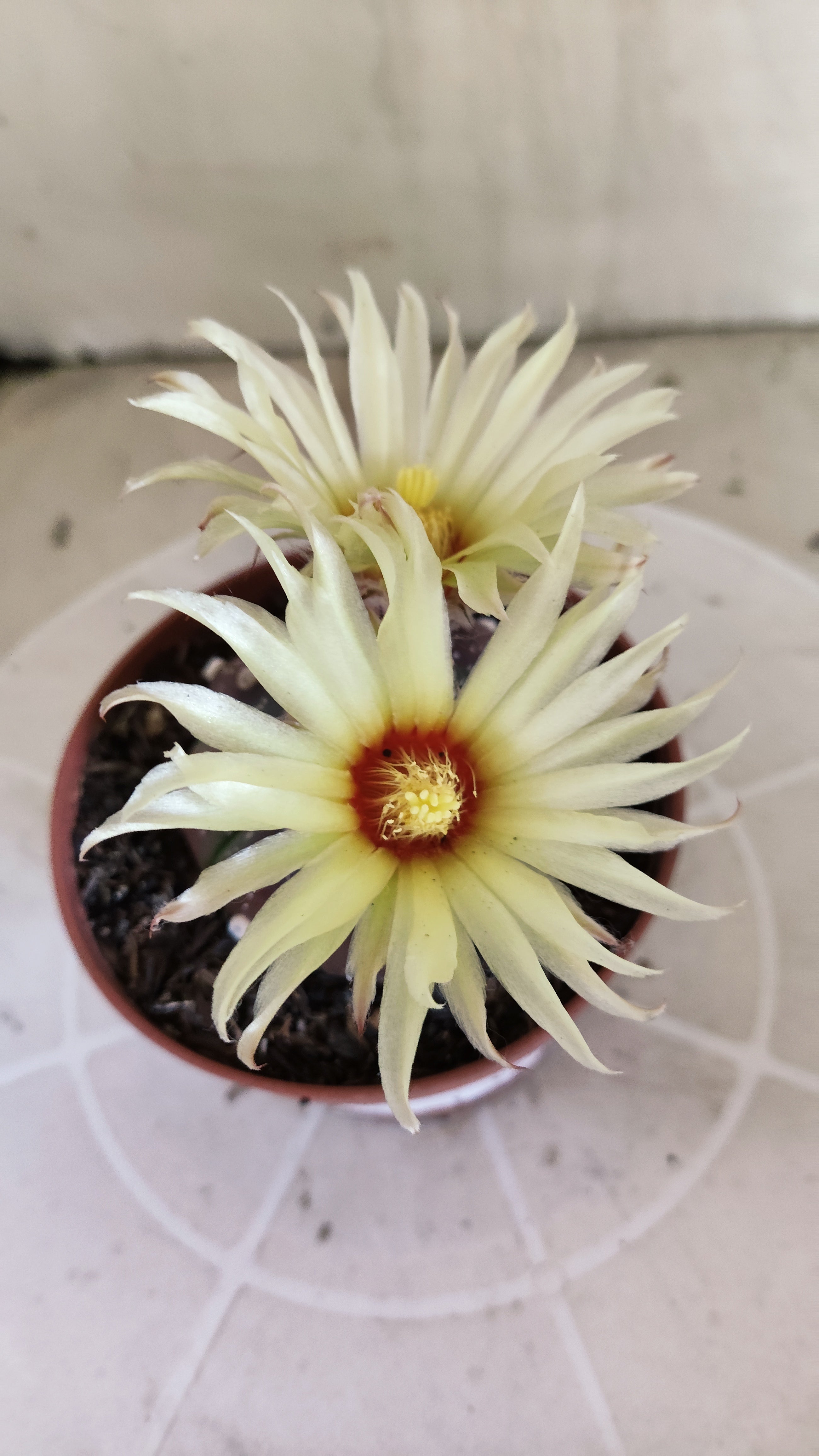 ASTROPHYTUM ASTERIAS “Purple”  Nº 1301 – vaso 11