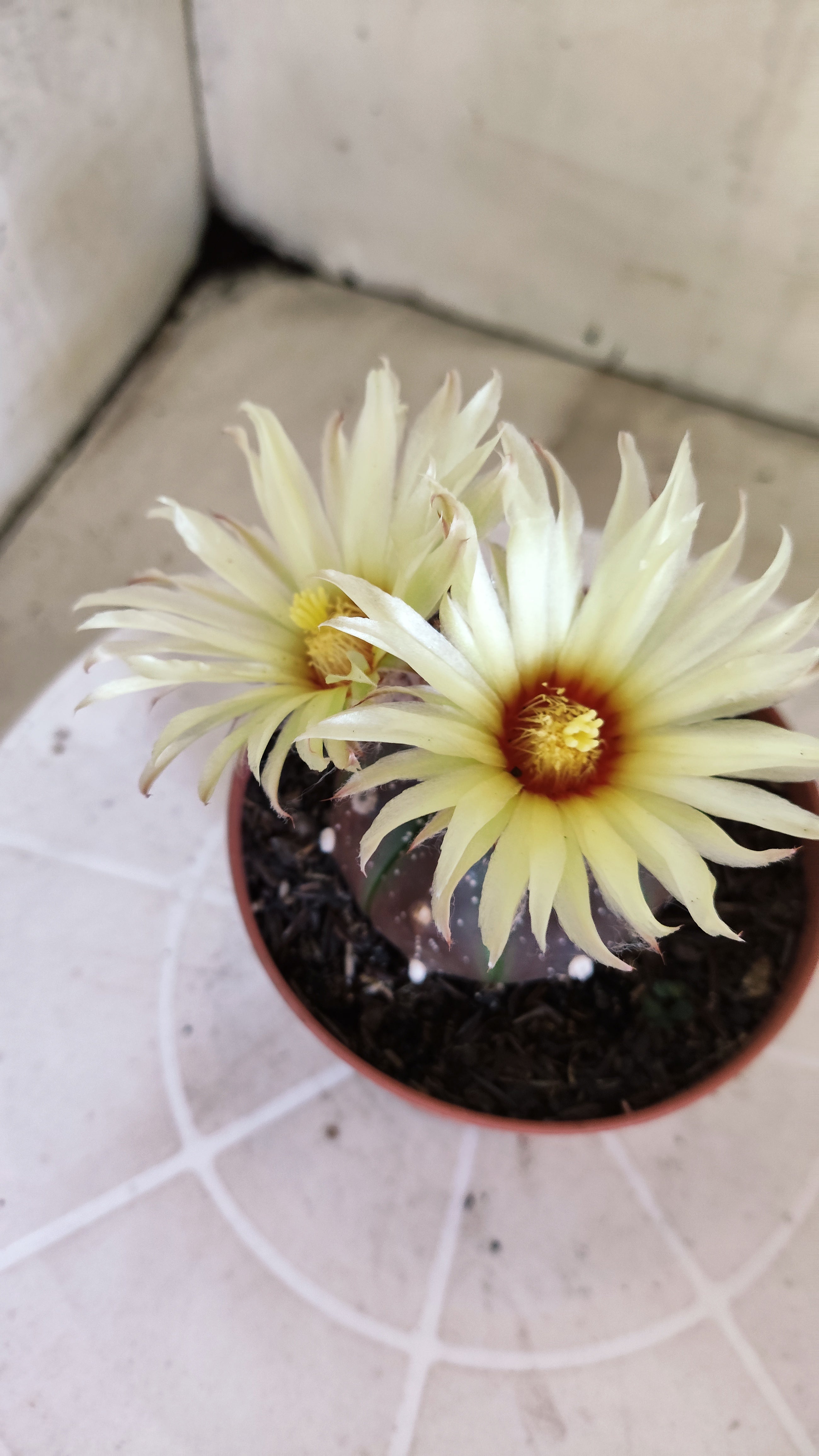 ASTROPHYTUM ASTERIAS “Purple”  Nº 1301 – vaso 11